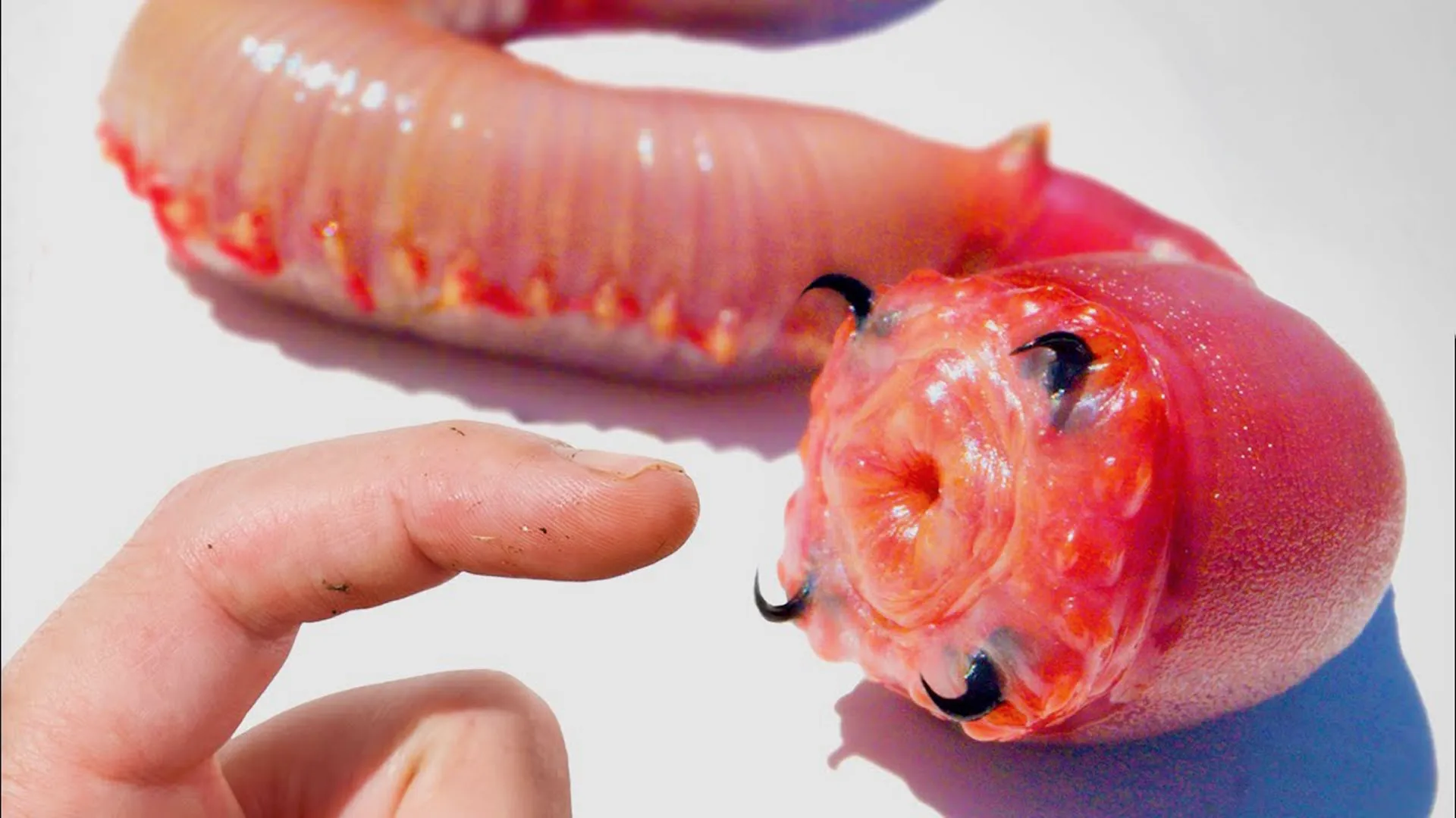 thumbnail - S1:E4 Bitten by Bloodworms!