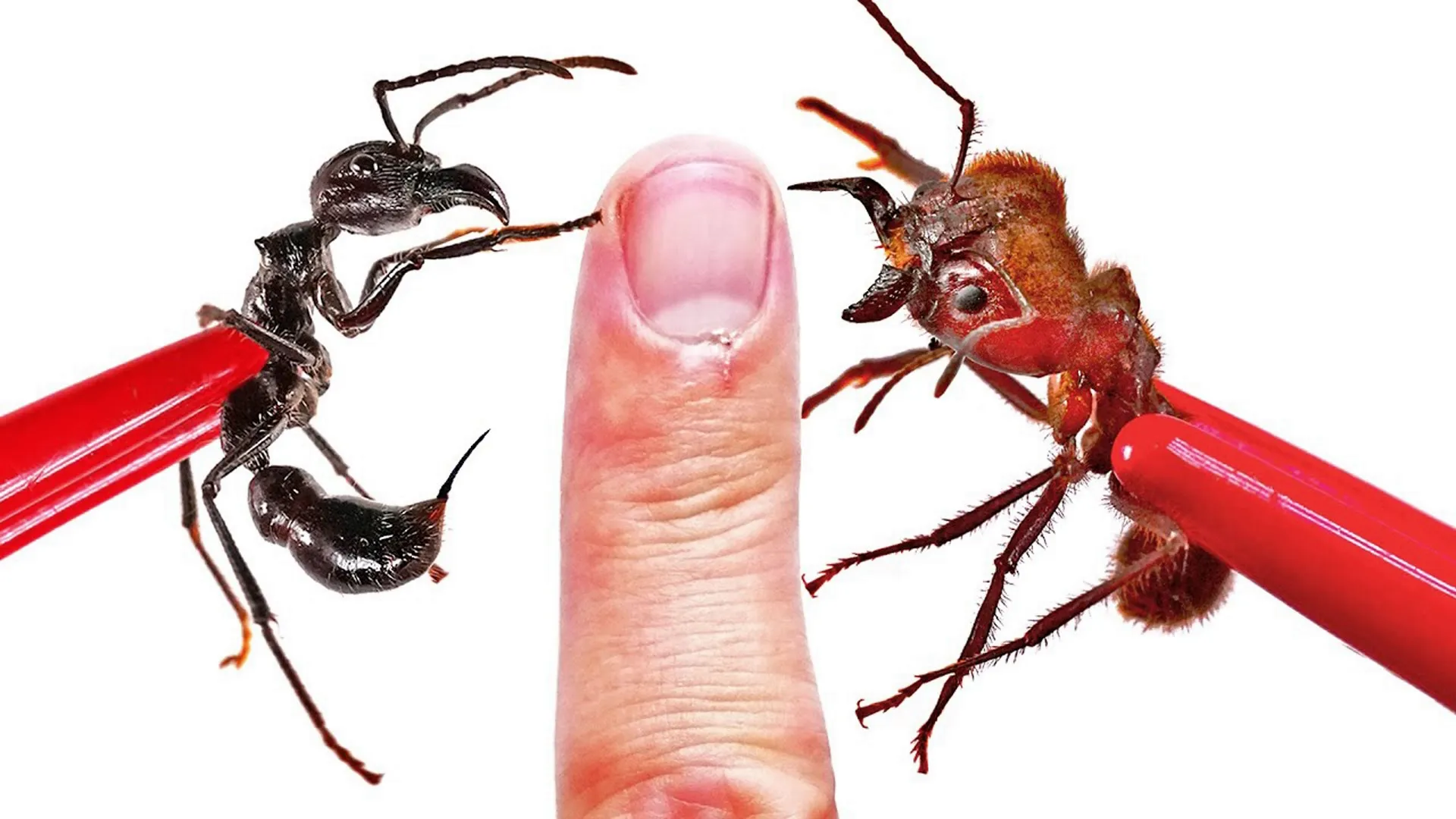 thumbnail - S1:E6 Stung and Bit: Bullet Ant Vs. Soldier Ant!