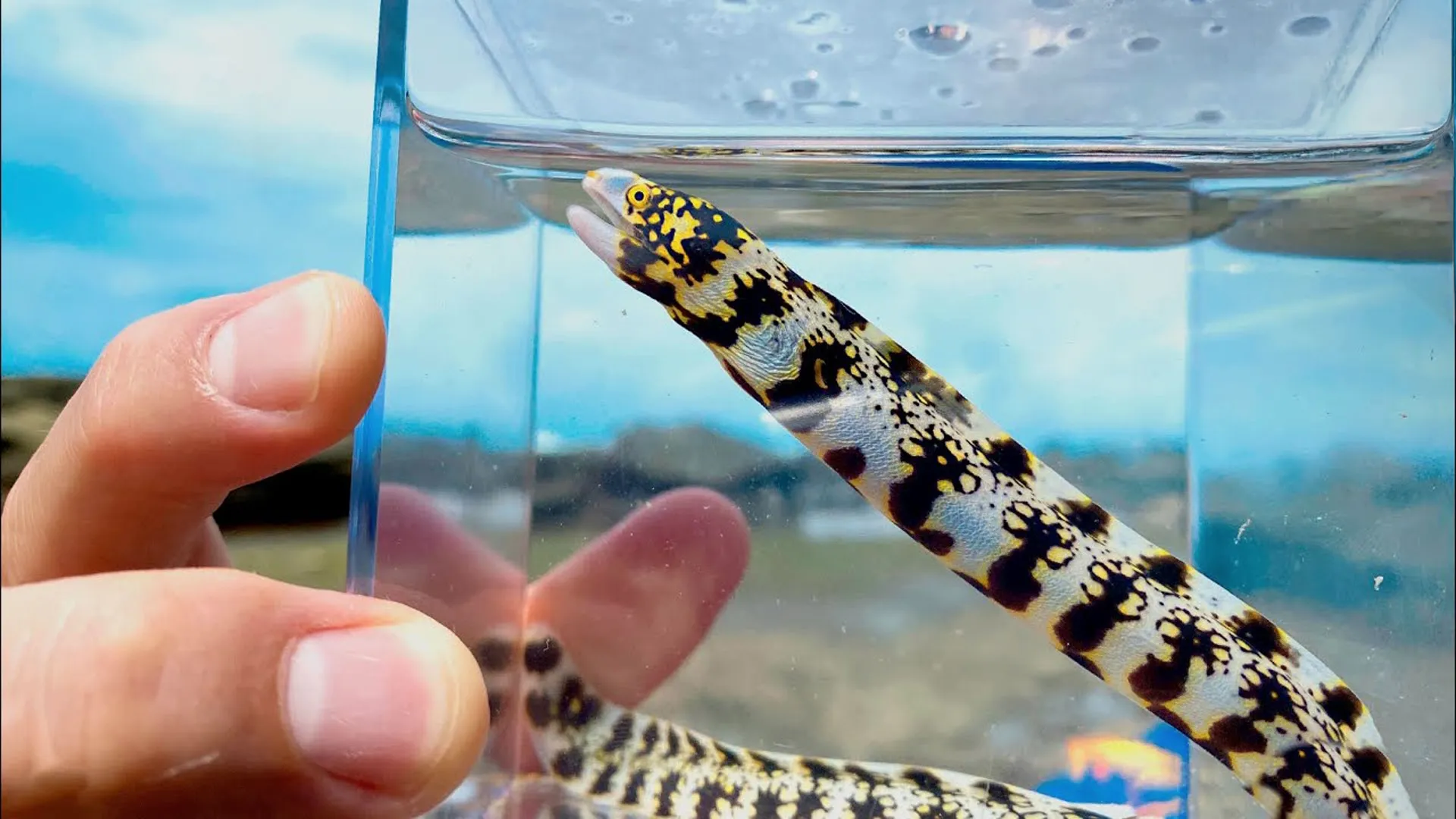thumbnail - S1:E7 Eel with Double Jaws Has One Nasty Bite!