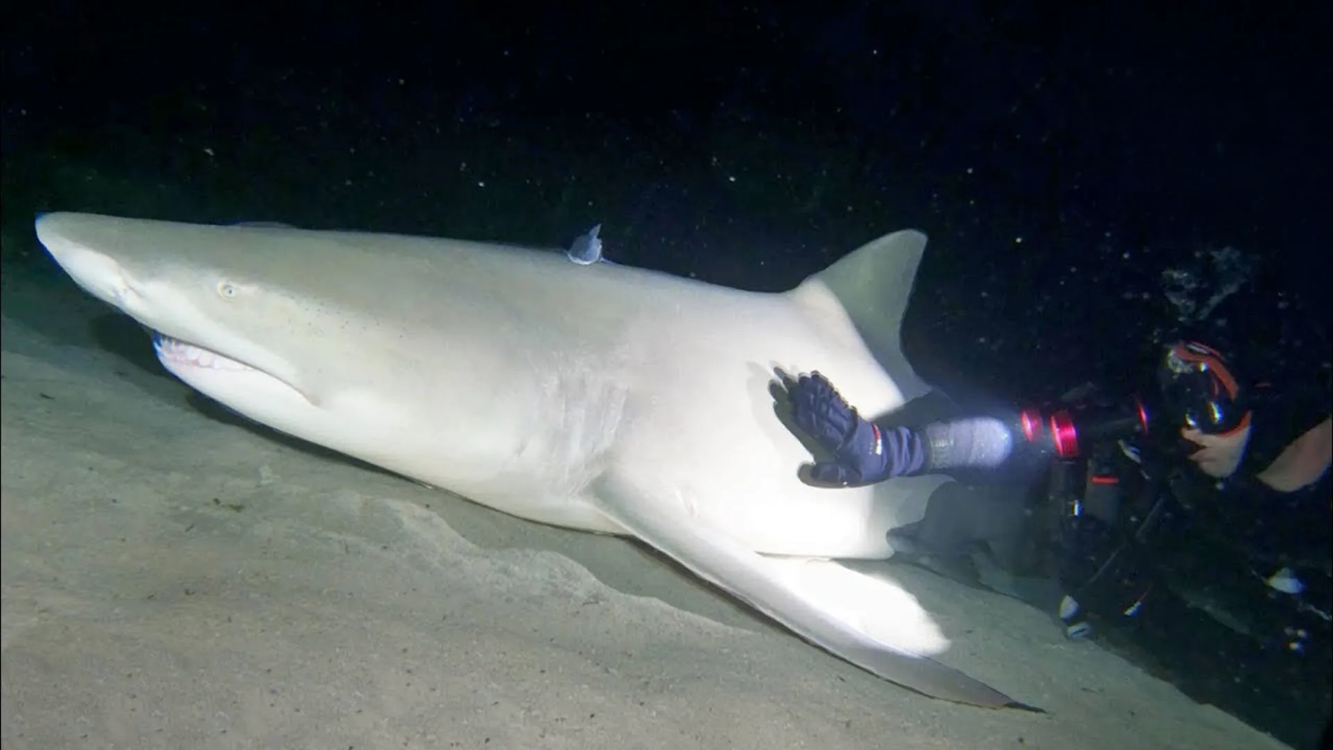 thumbnail - S1:E10 Don't Wake the Sharks!