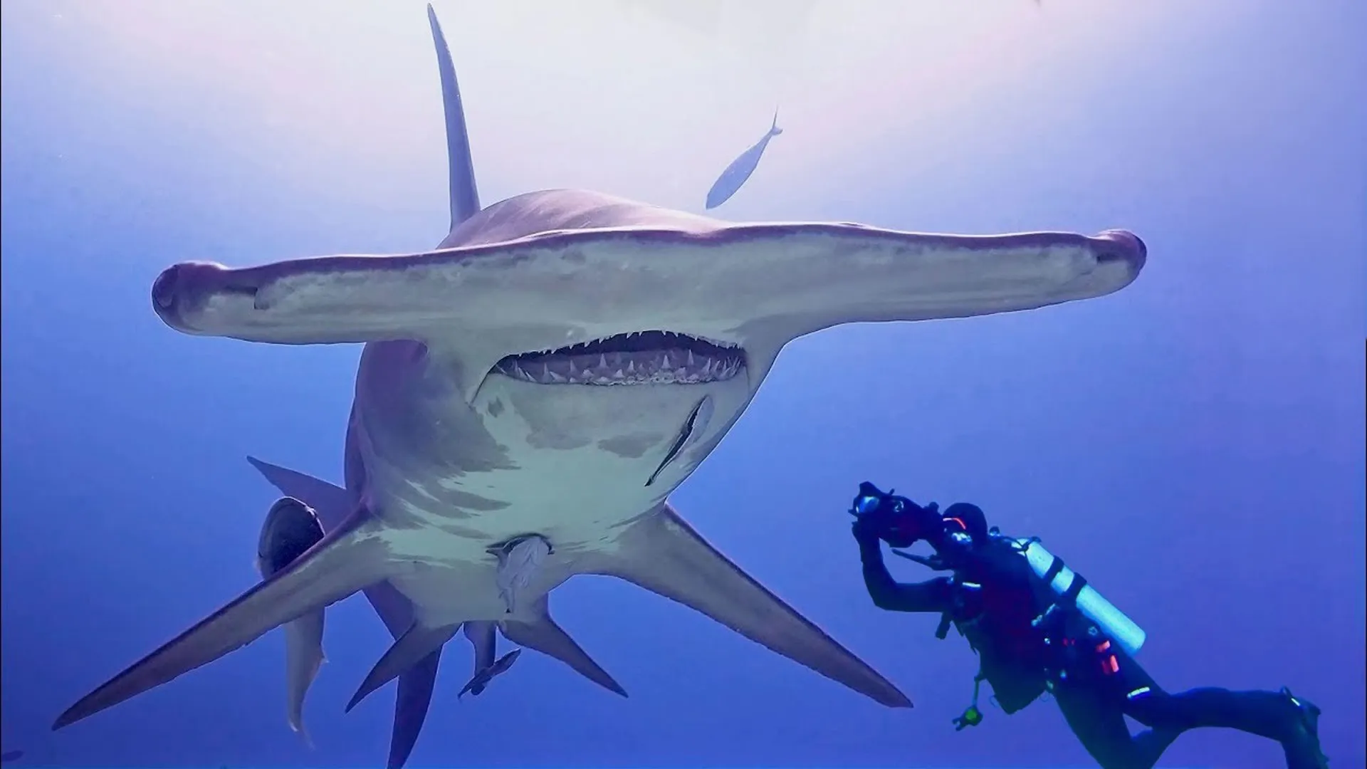 thumbnail - S1:E11 Massive Hammerhead Shark Filmed in the Bahamas!