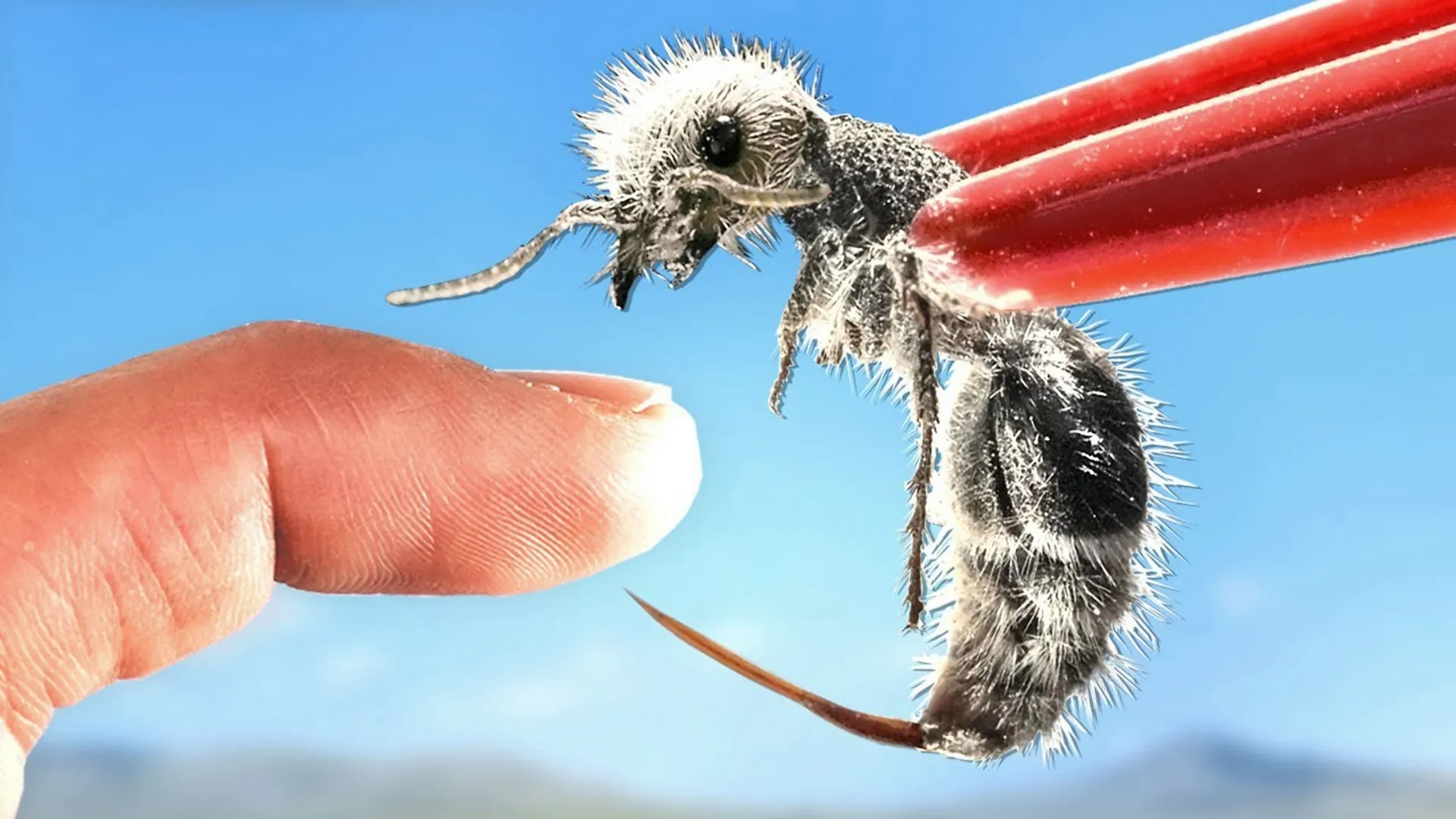 thumbnail - S1:E14 Stung by a Panda Ant!
