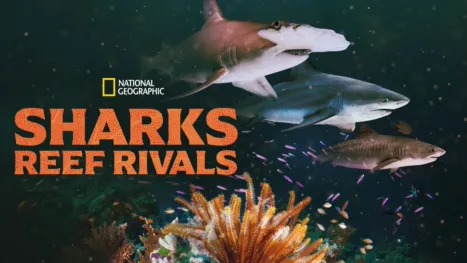 thumbnail - Sharks: Reef Rivals