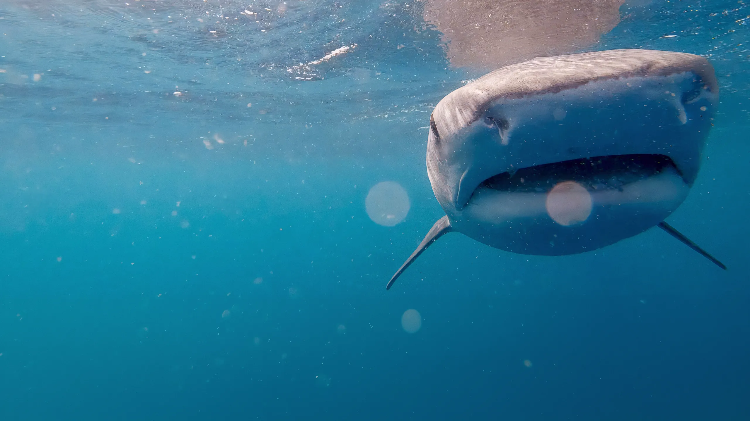 Sharks: Reef Rivals