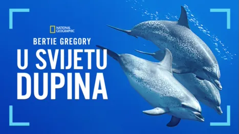 thumbnail - Bertie Gregory: U svijetu dupina