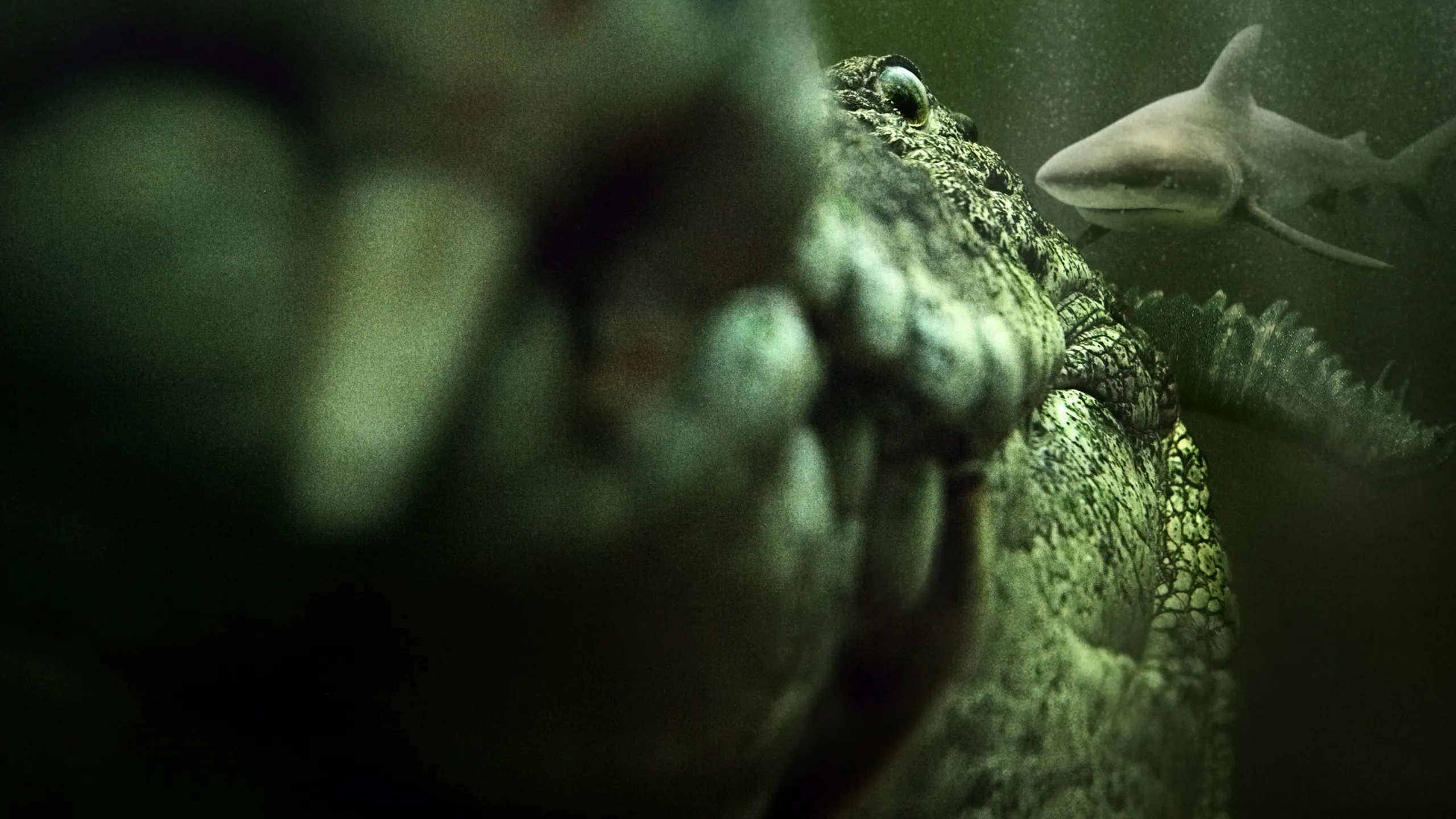 Shark vs. Giant Croc