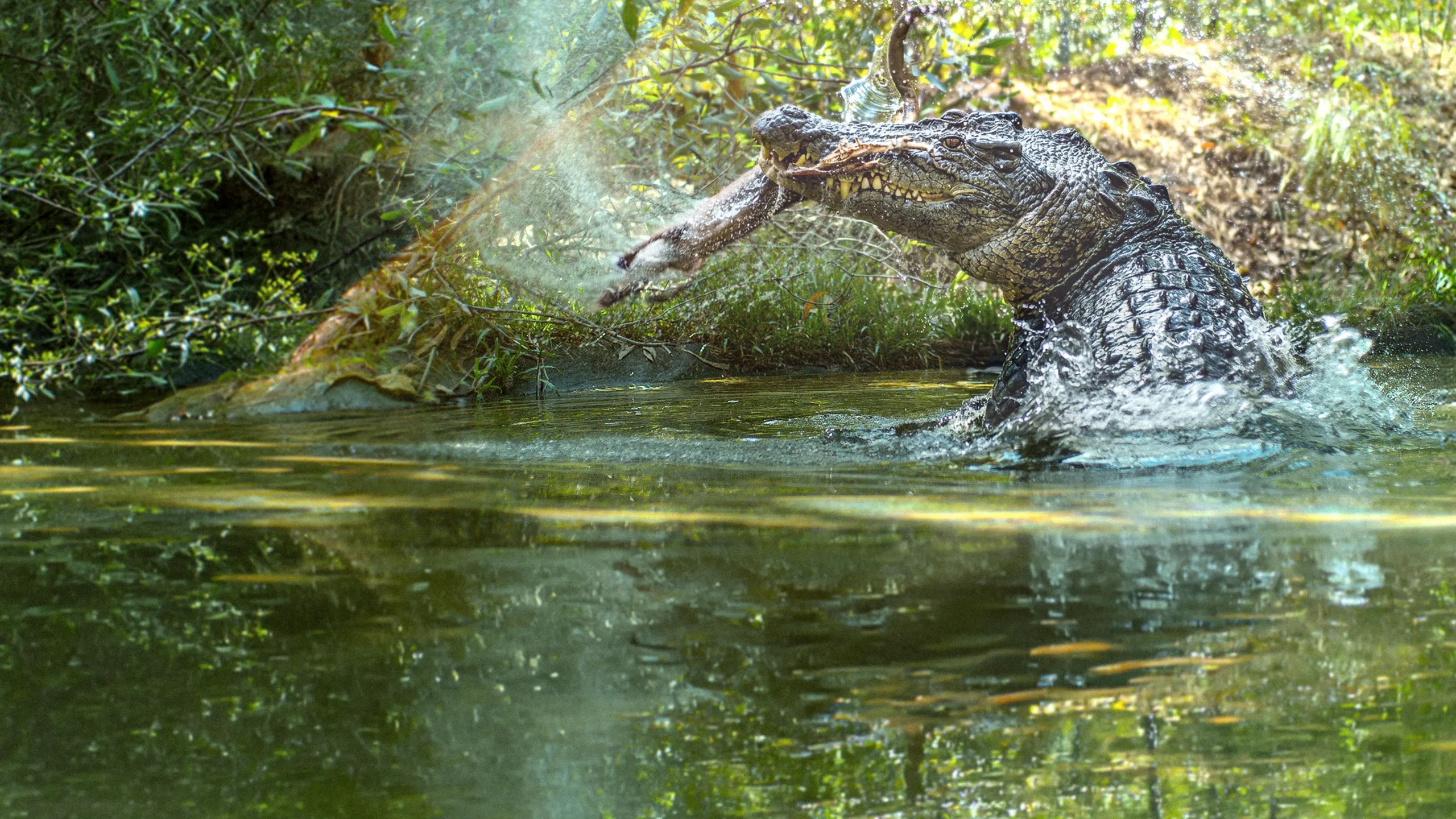 Shark vs. Giant Croc