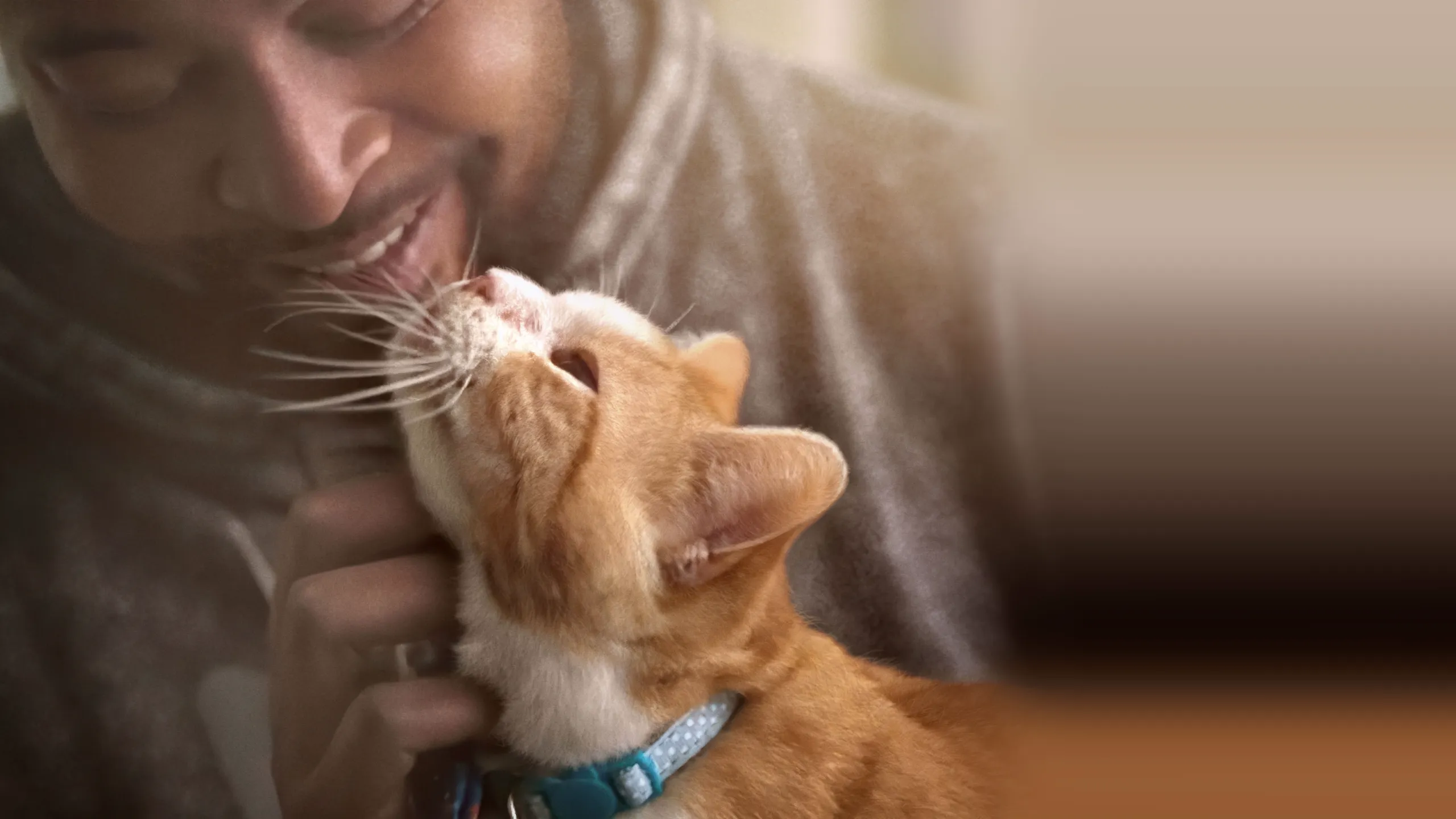 Pets