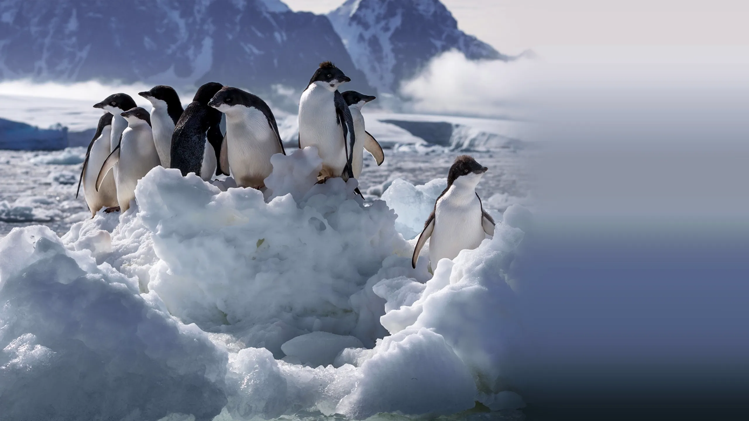 Penguins