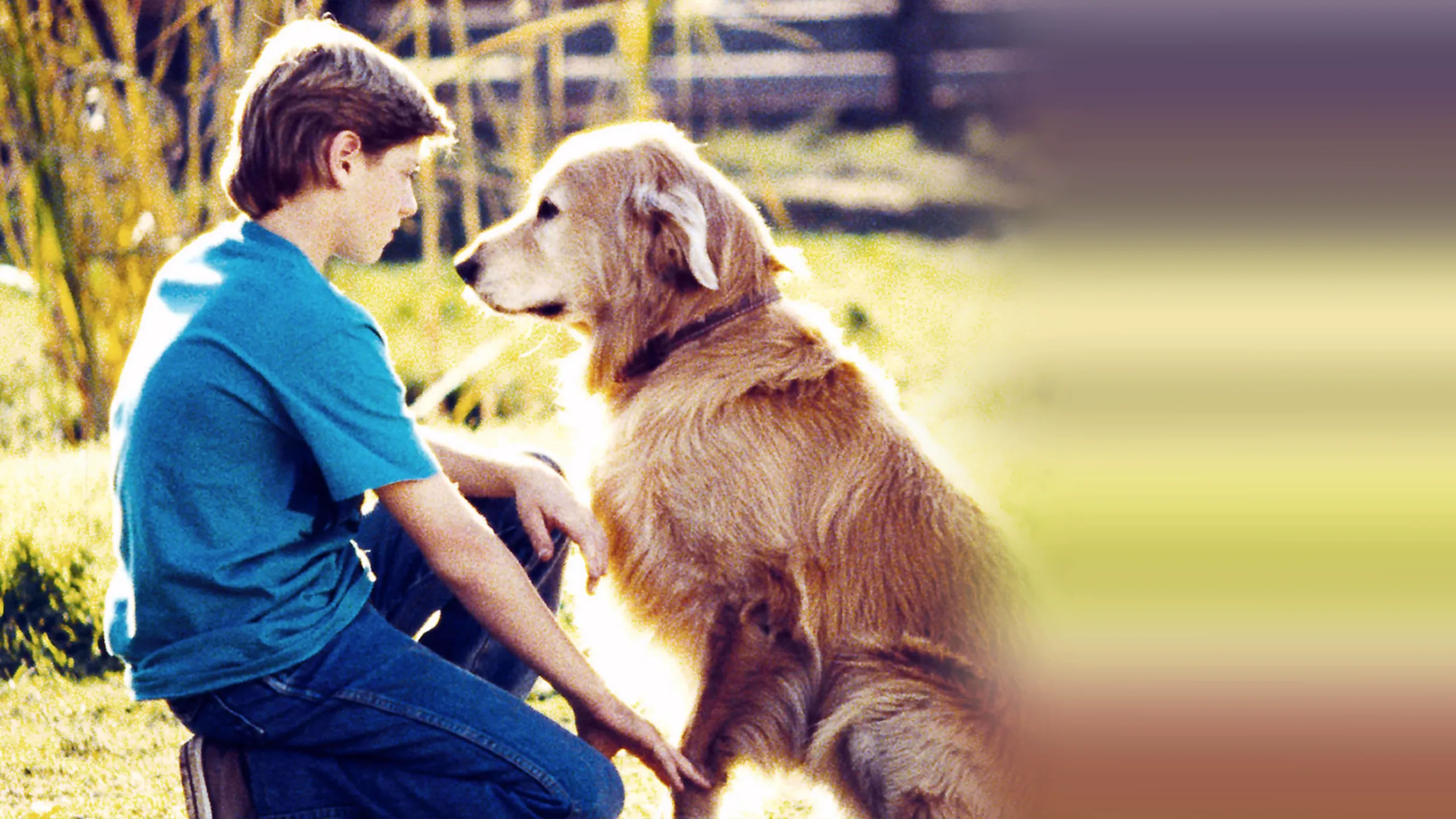 Homeward Bound: The Incredible Journey