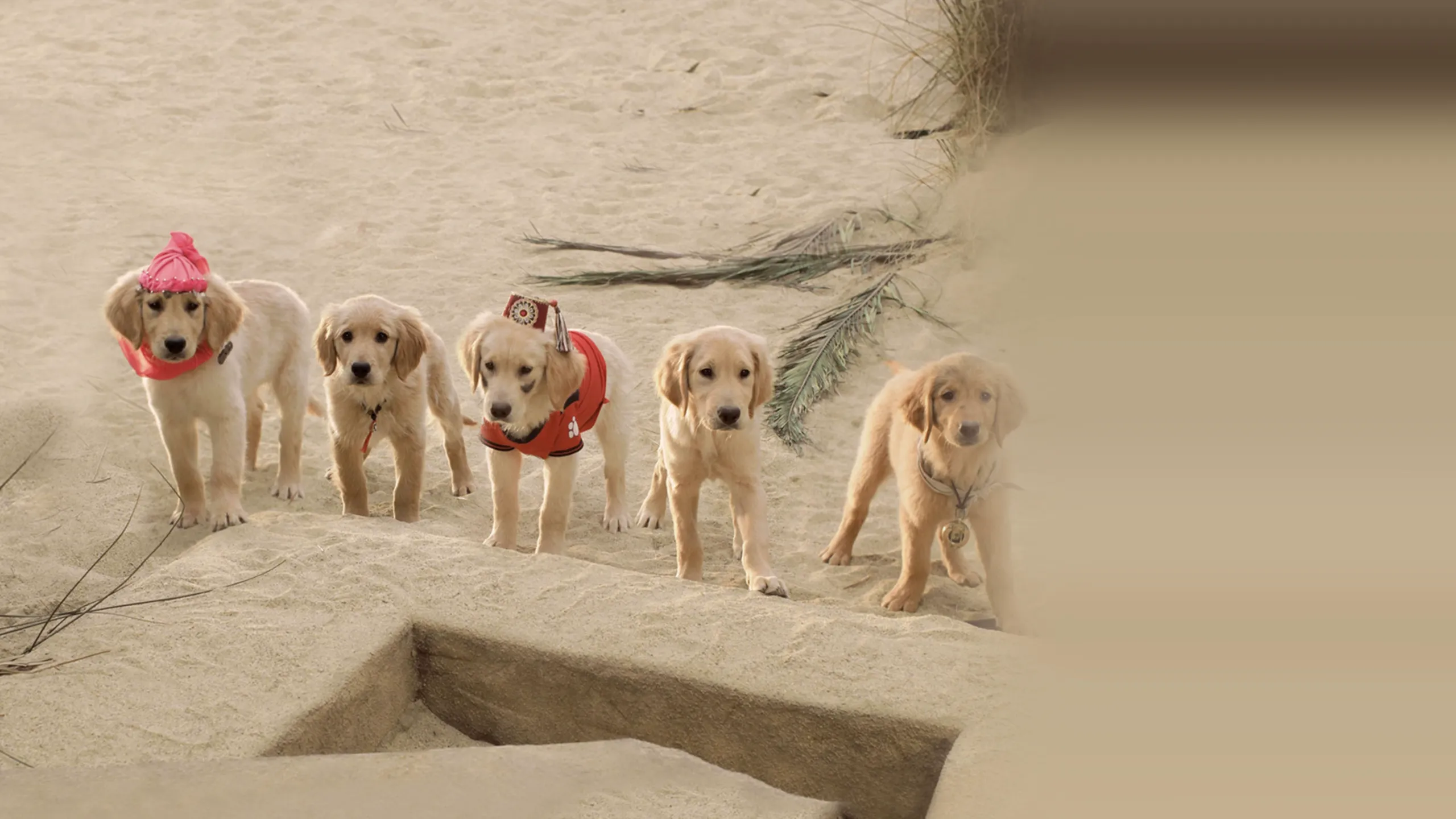 Treasure Buddies