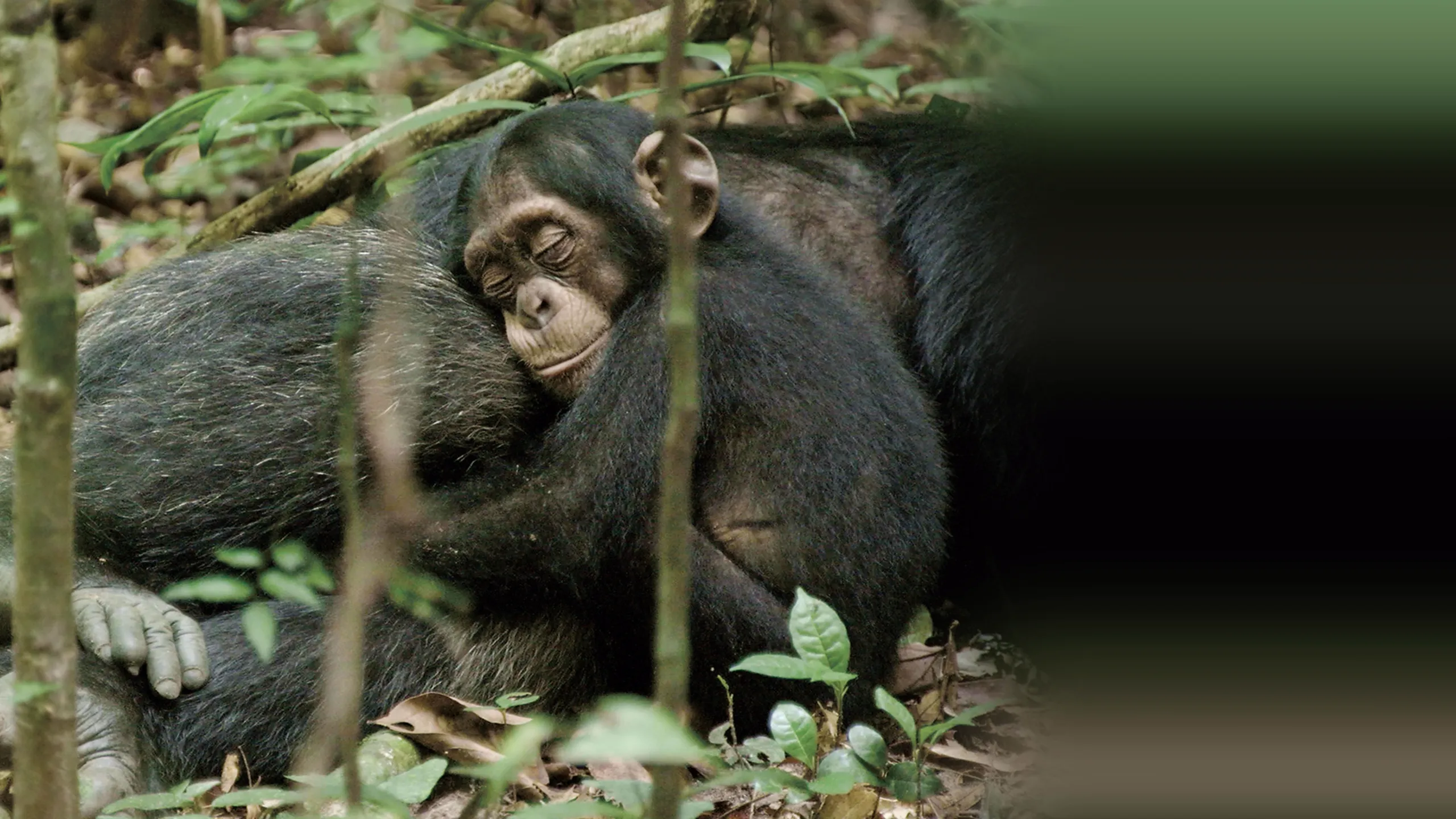 Chimpanzee