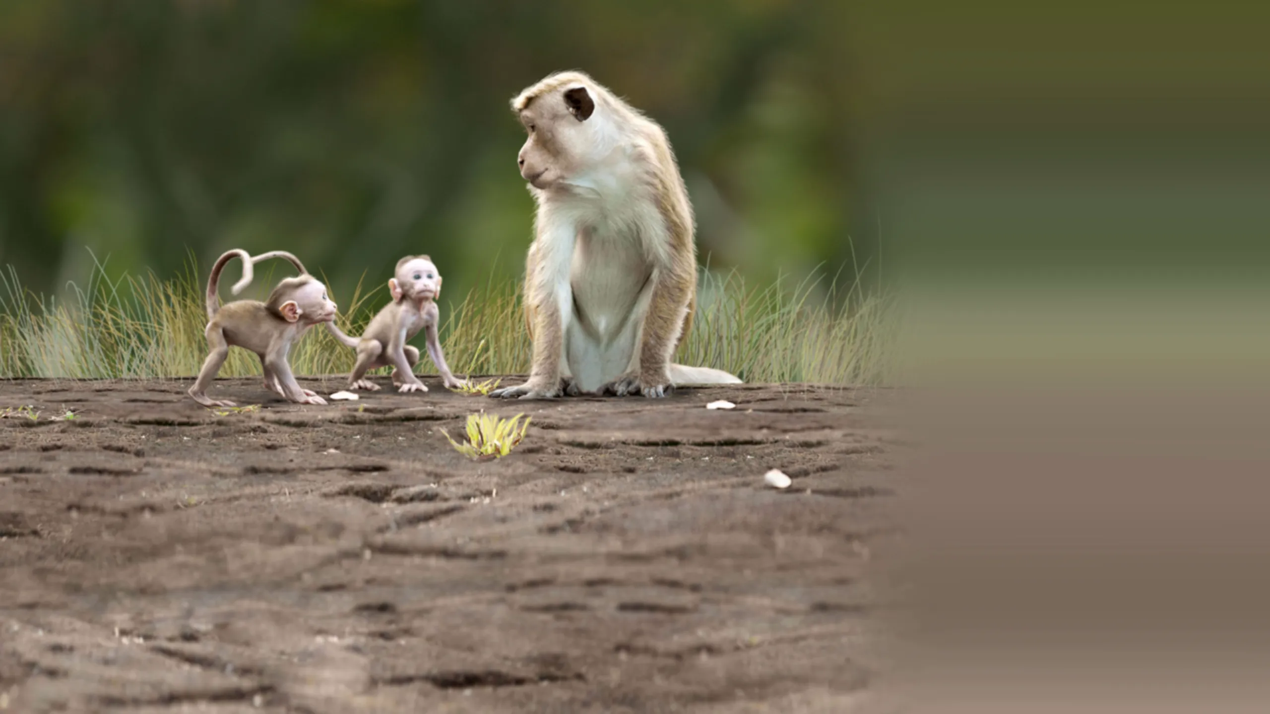 Monkey Kingdom