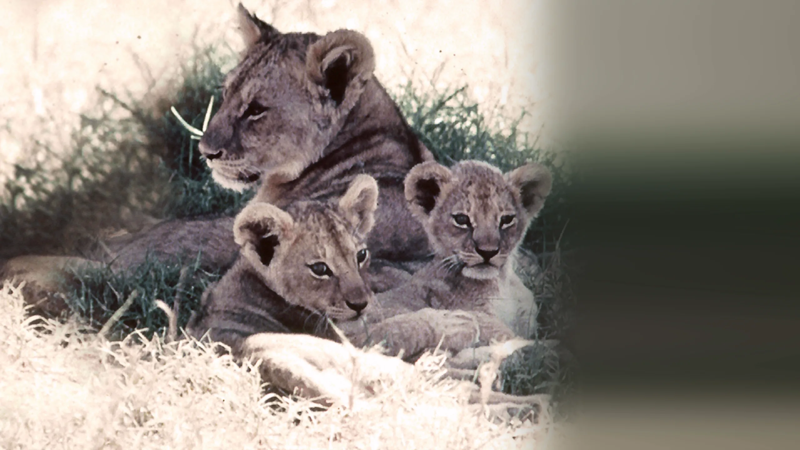 The African Lion