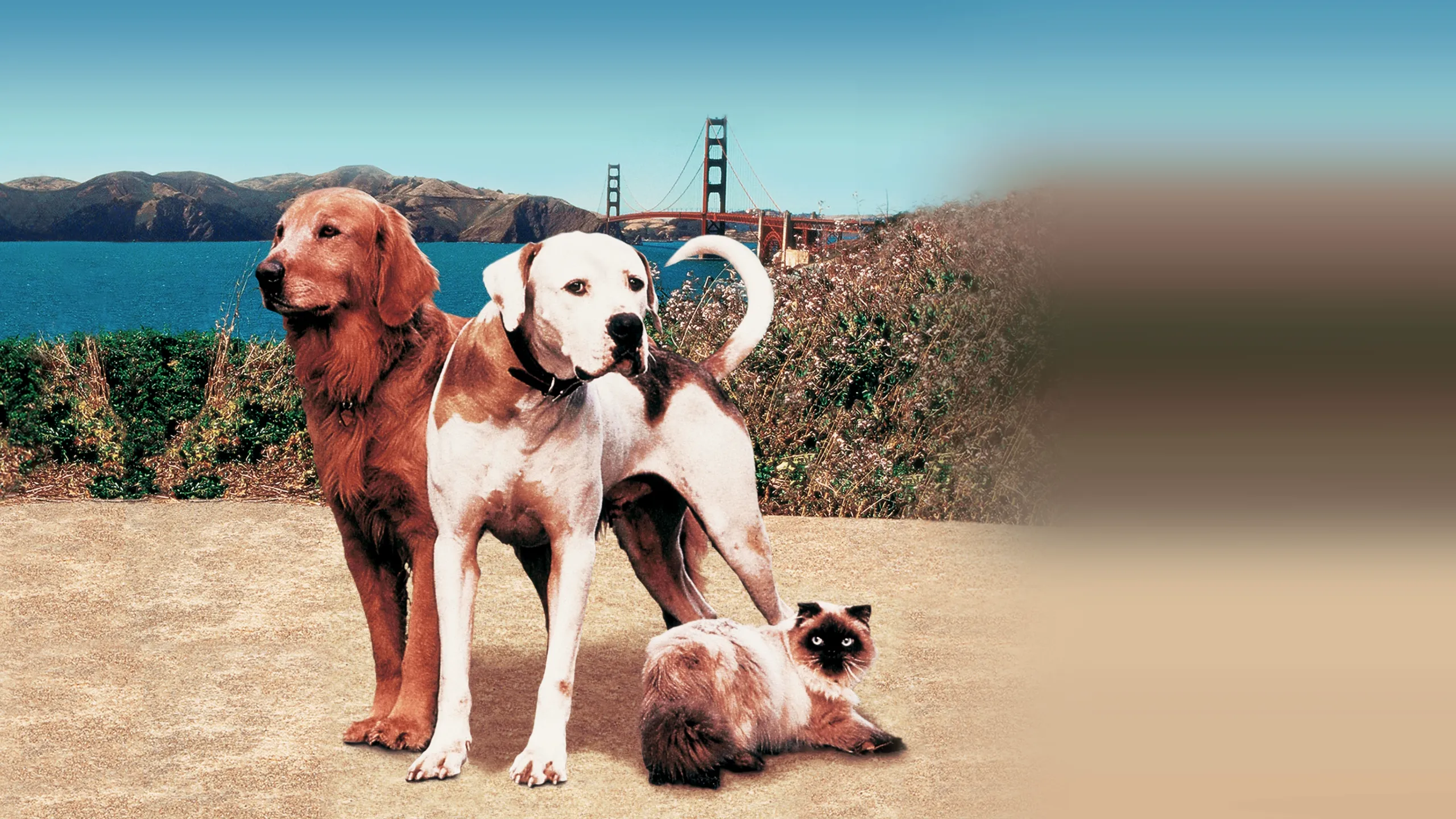 Homeward Bound II: Lost in San Francisco