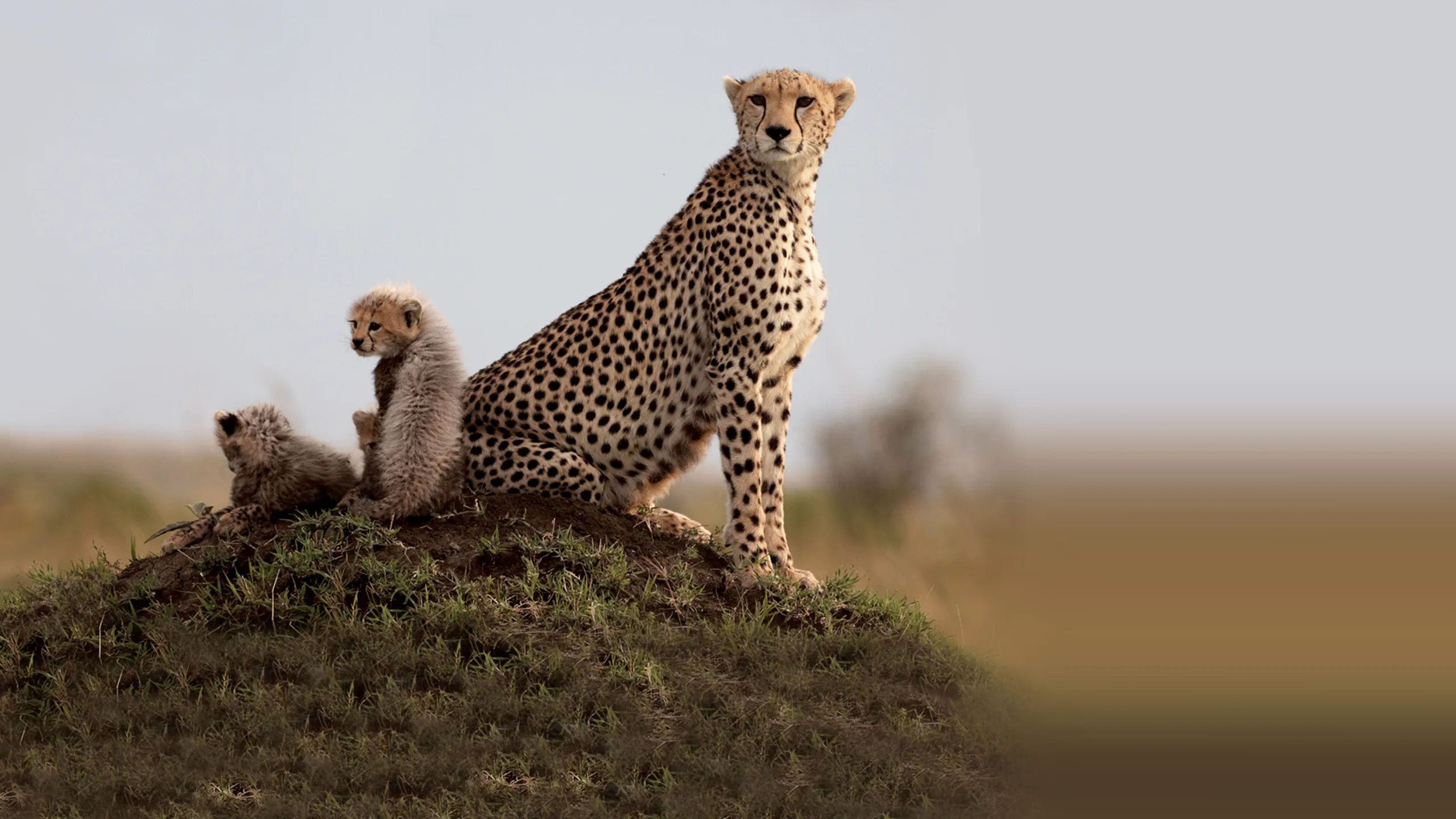 Growing Up Wild