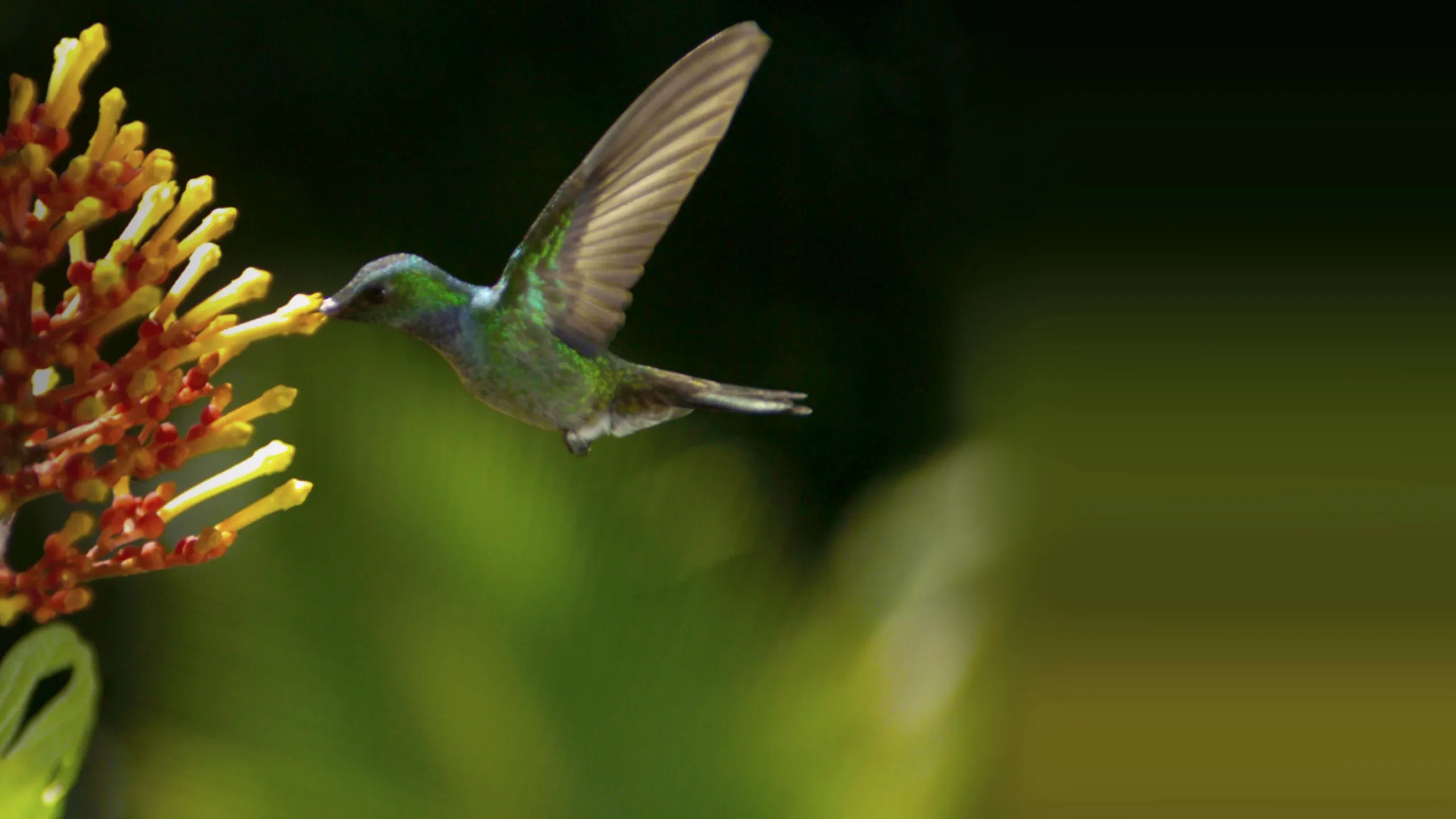 Wings of Life
