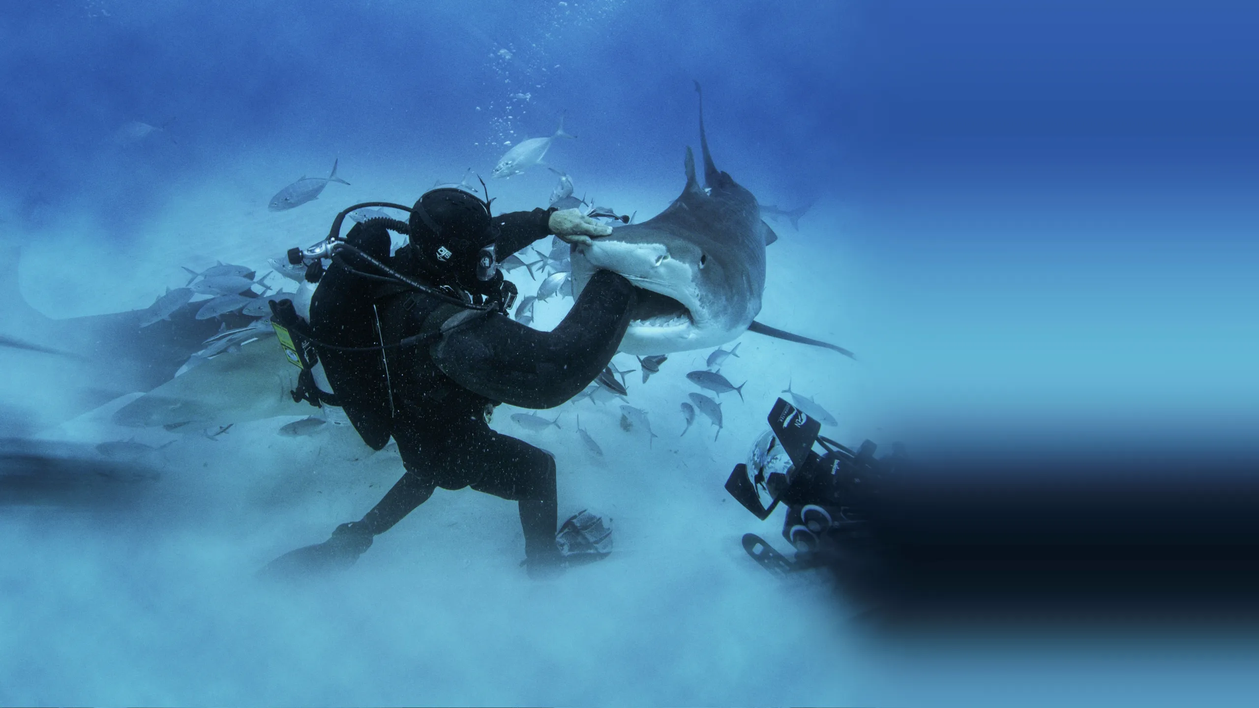 Man vs. Shark