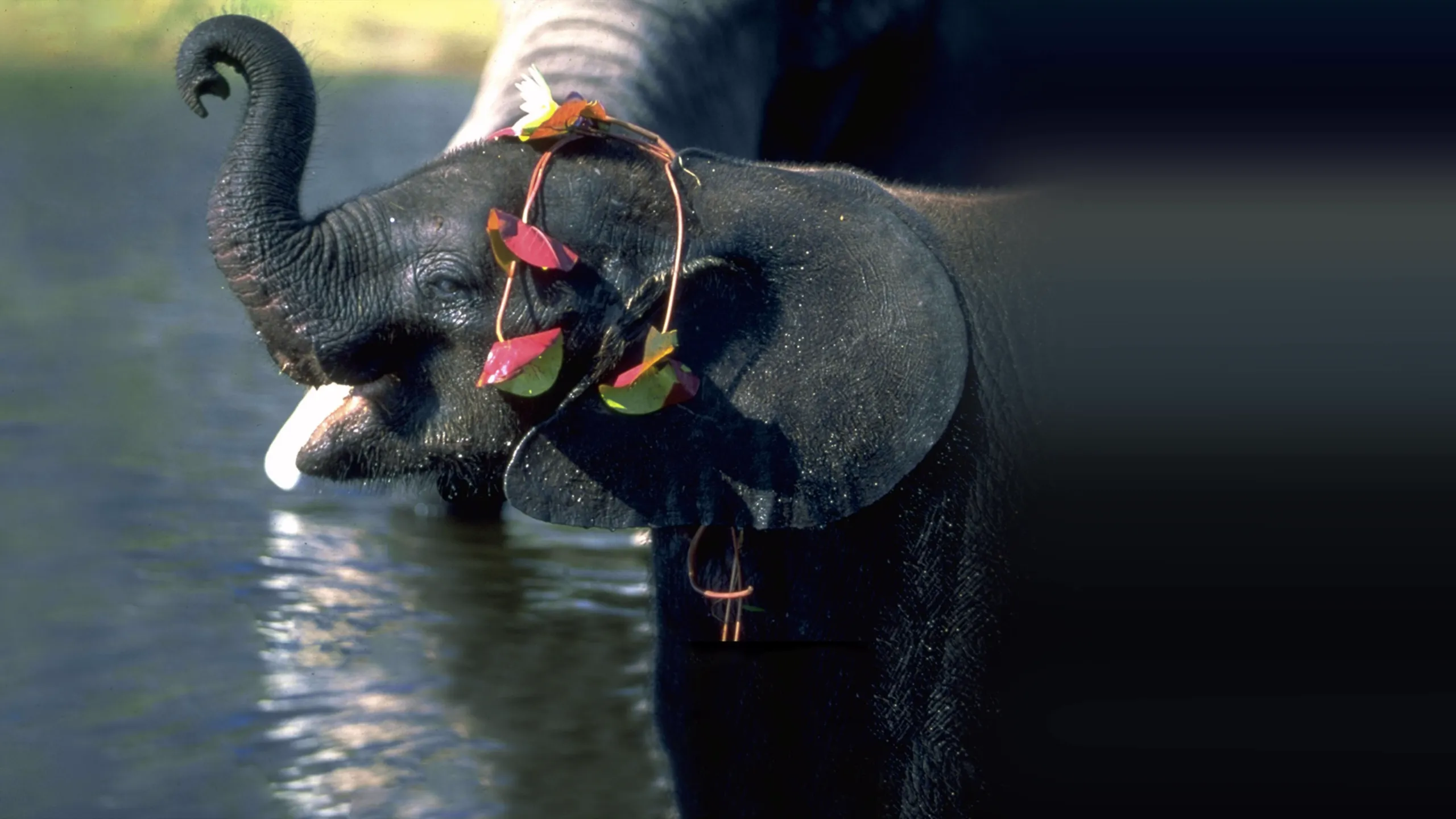 Whispers: An Elephant's Tale
