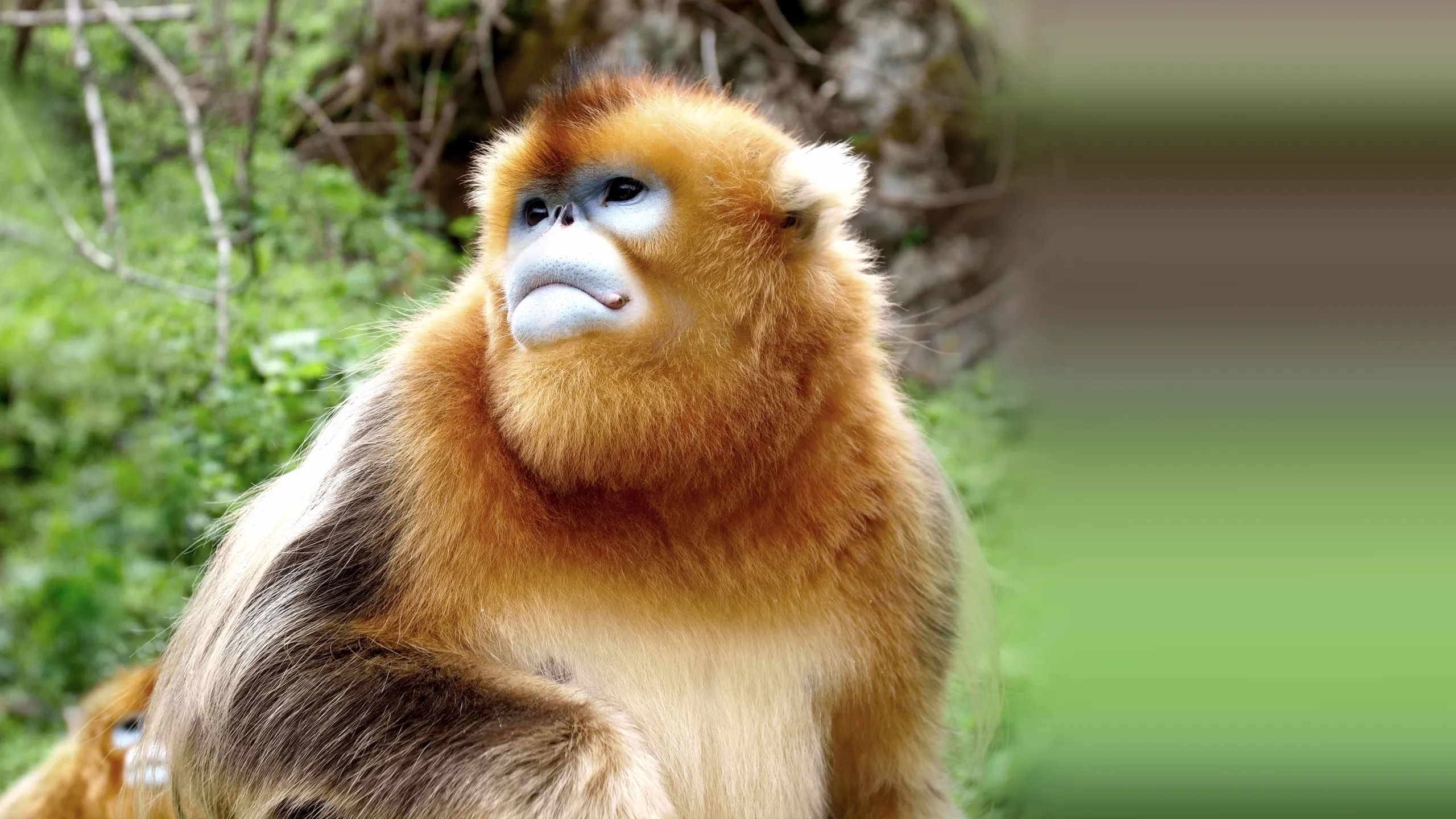 The Hidden Kingdoms of China