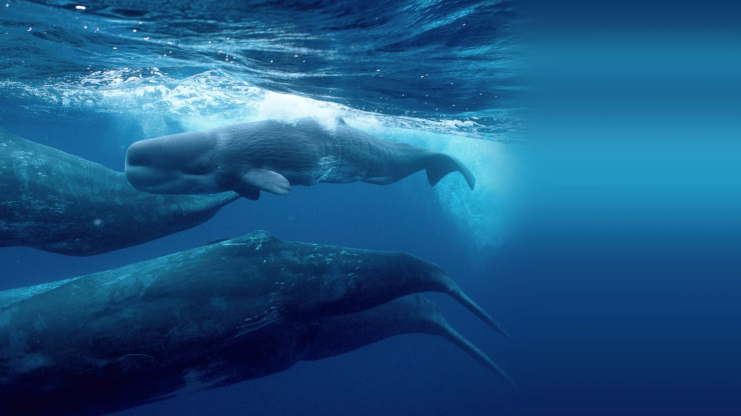 Giants of the Deep Blue