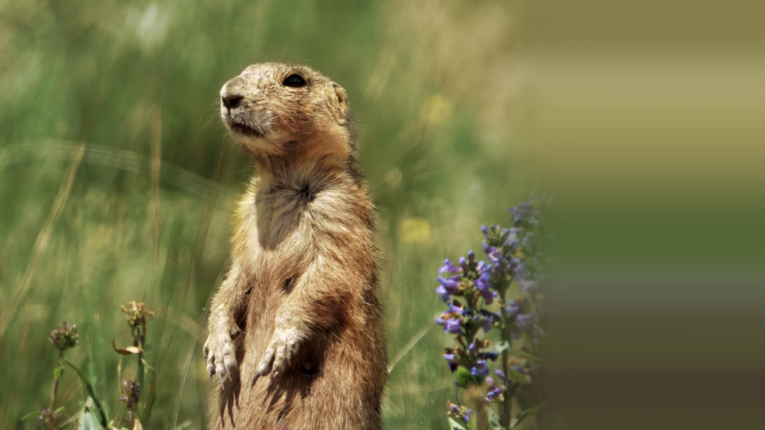 Prairie Dog Manor