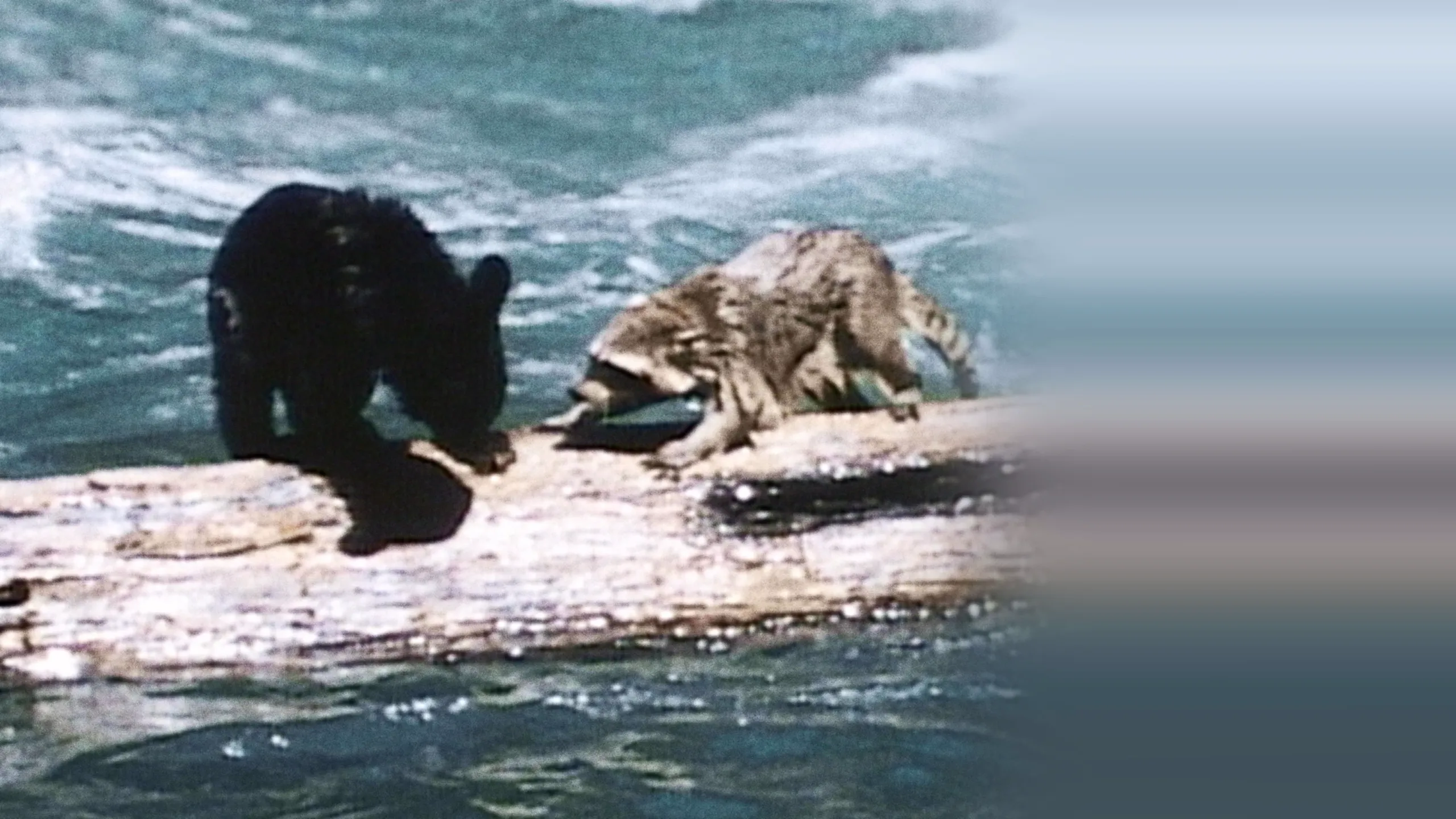 A Tale of Two Critters
