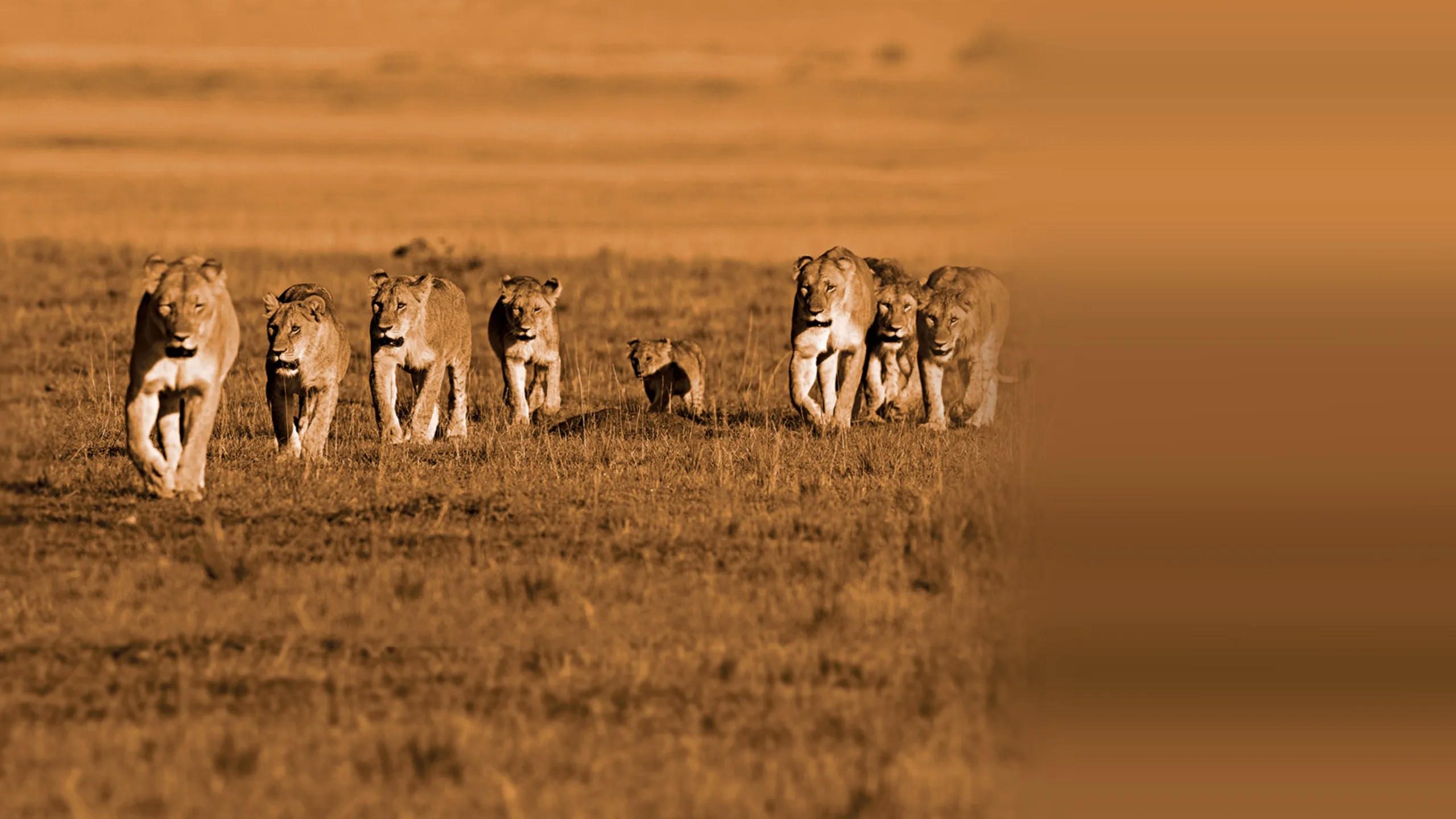 African Cats