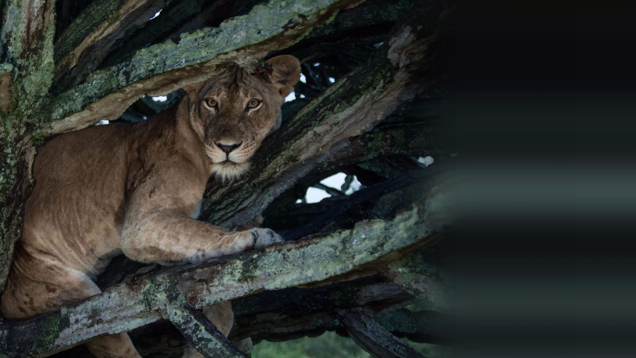 Tree Climbing Lions