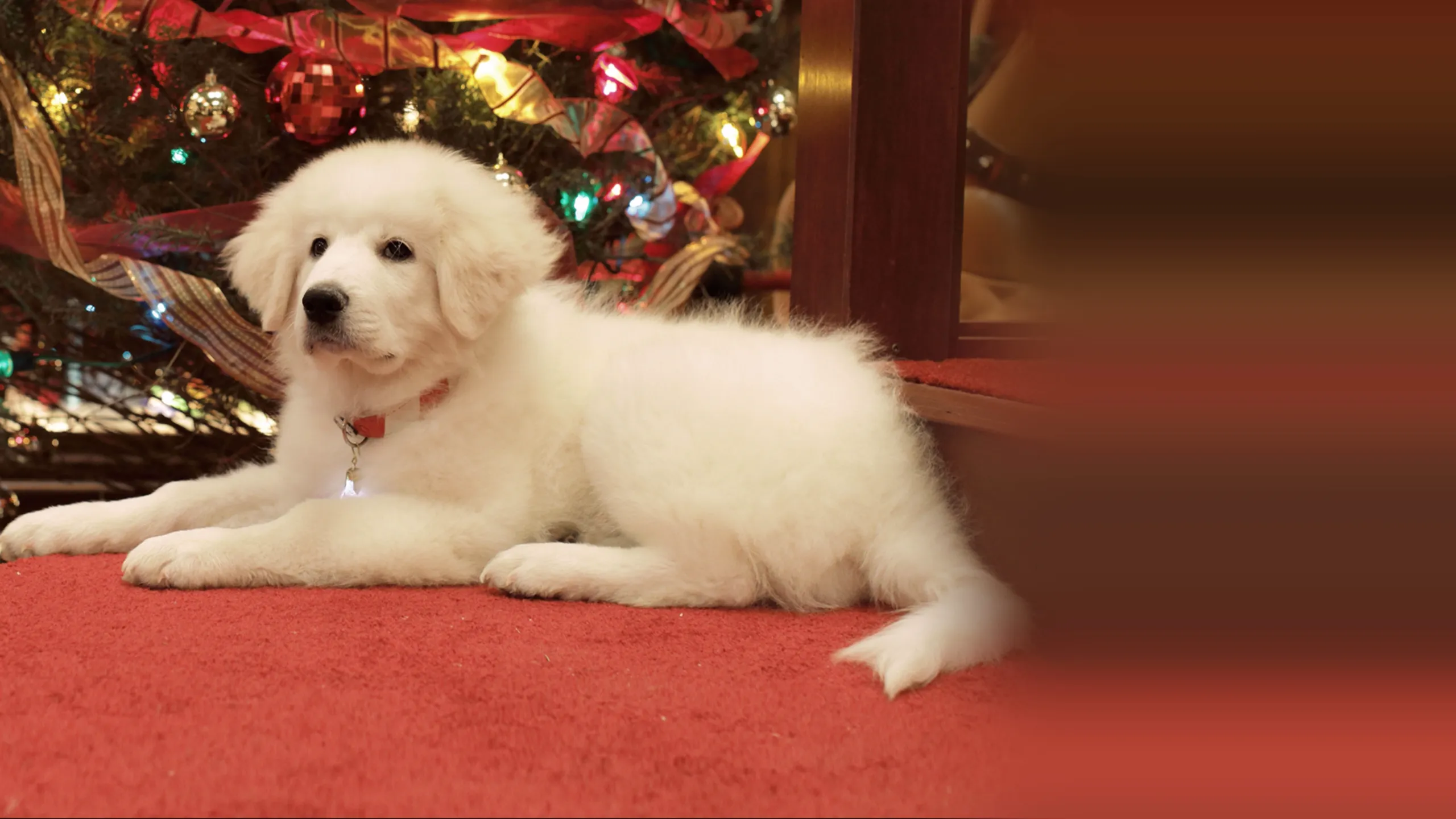 The Search for Santa Paws