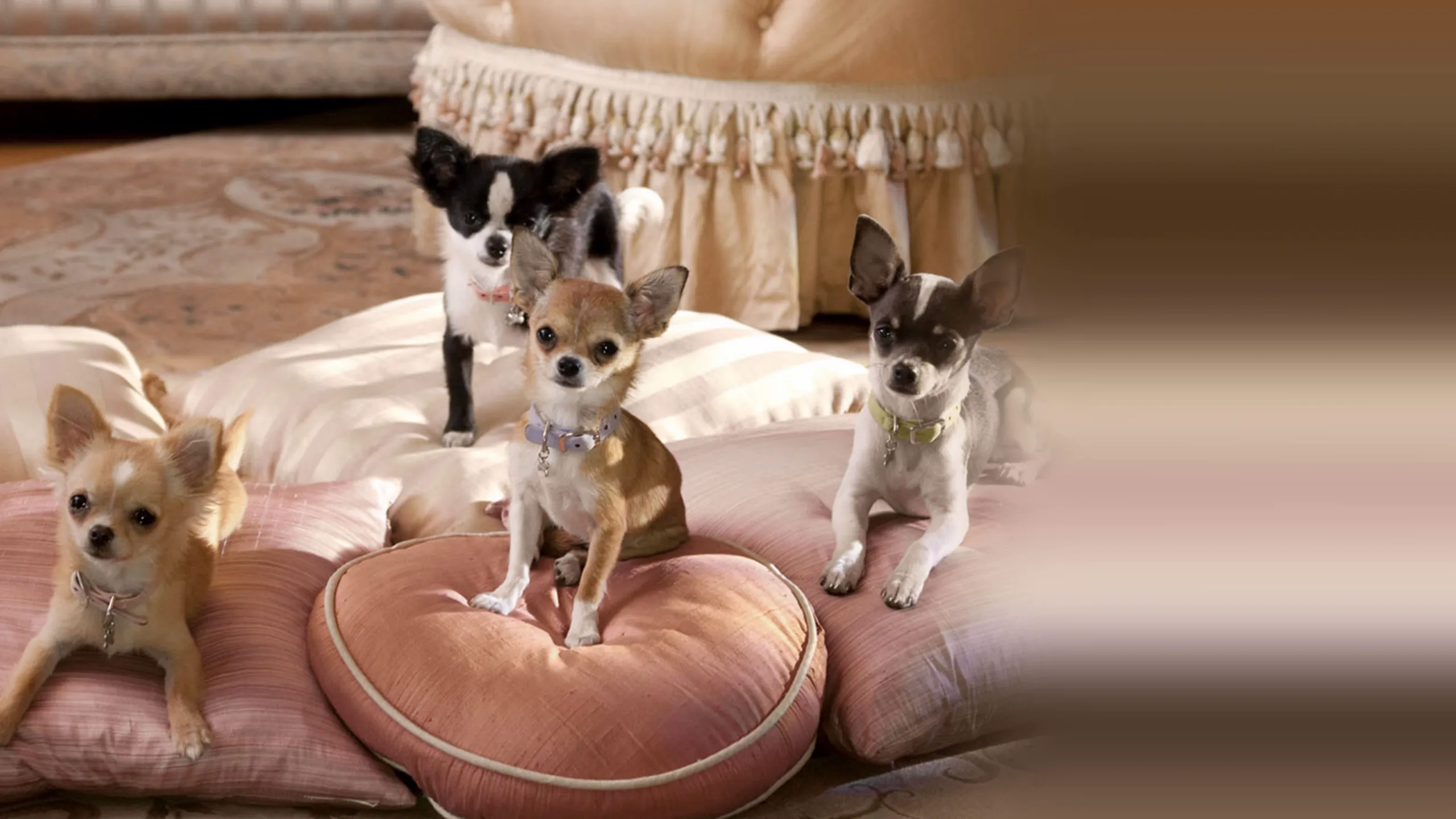 Beverly Hills Chihuahua 2