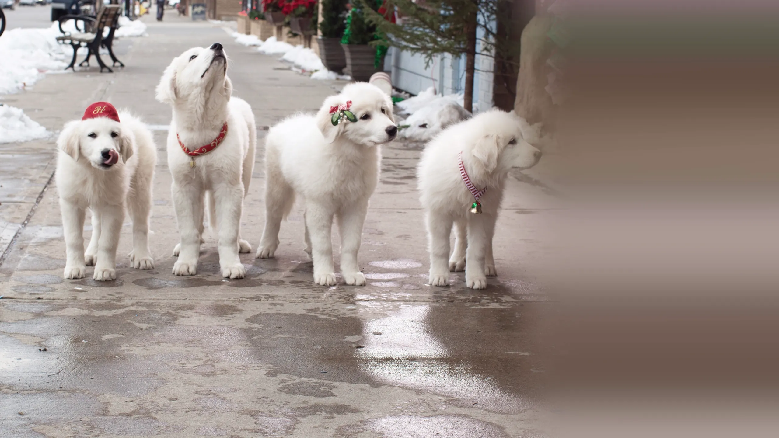 Santa Paws 2: The Santa Pups