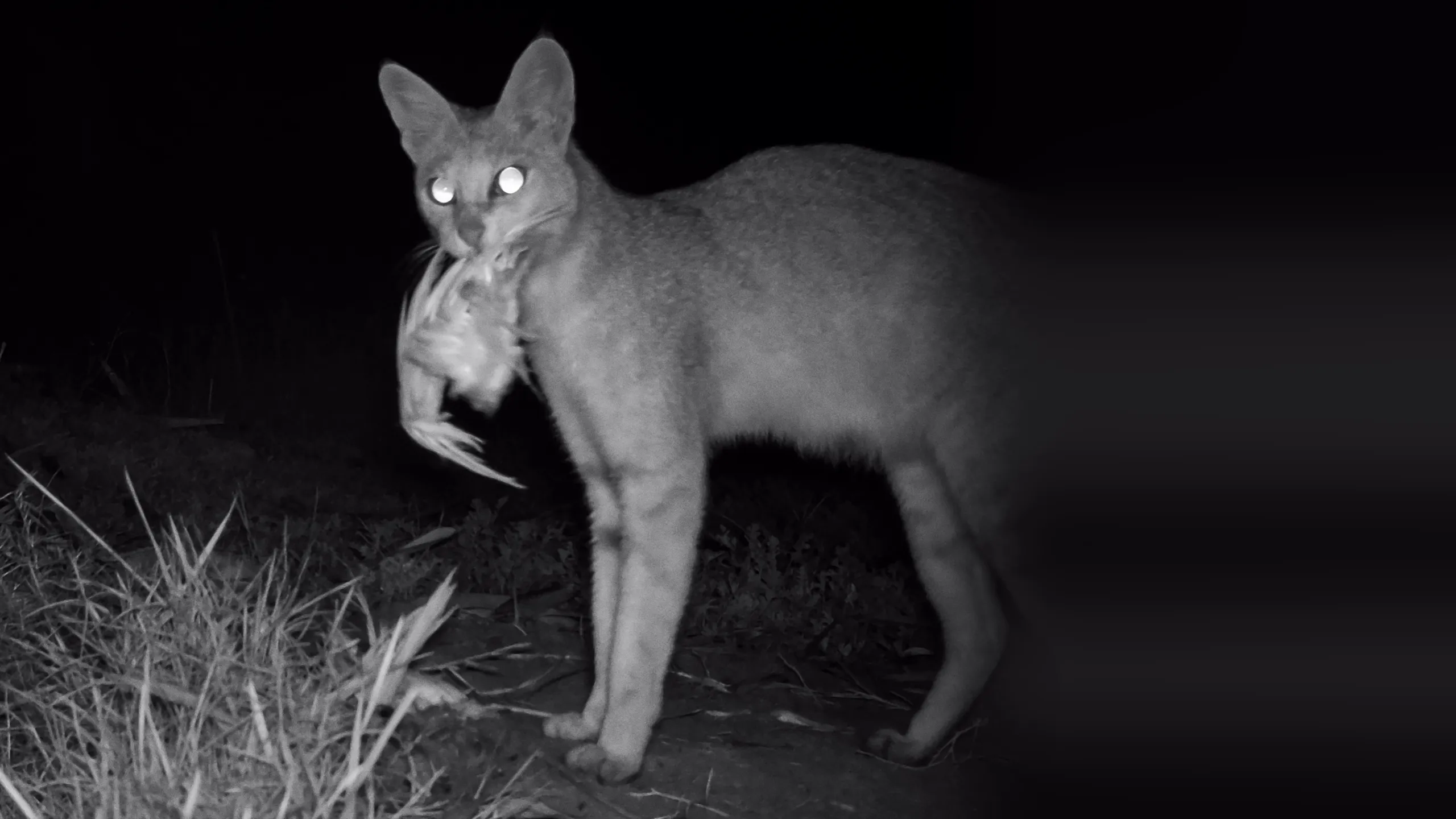 Wild Cats of India