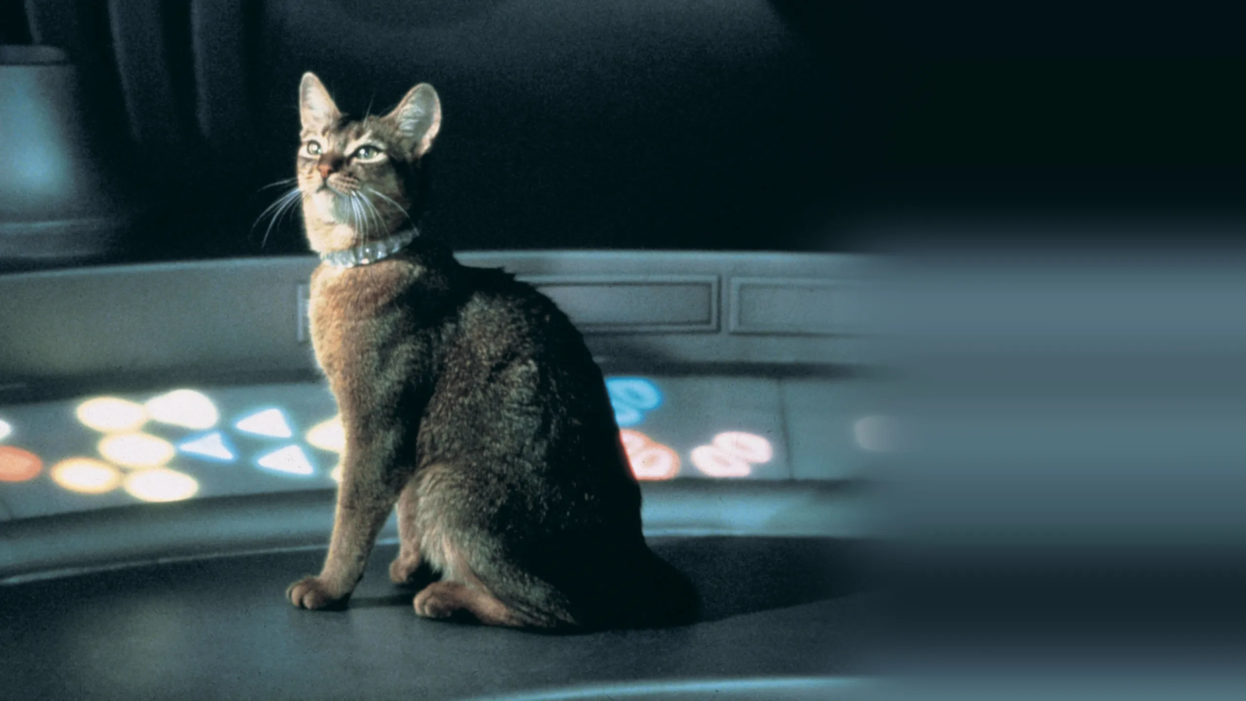 The Cat from Outer Space