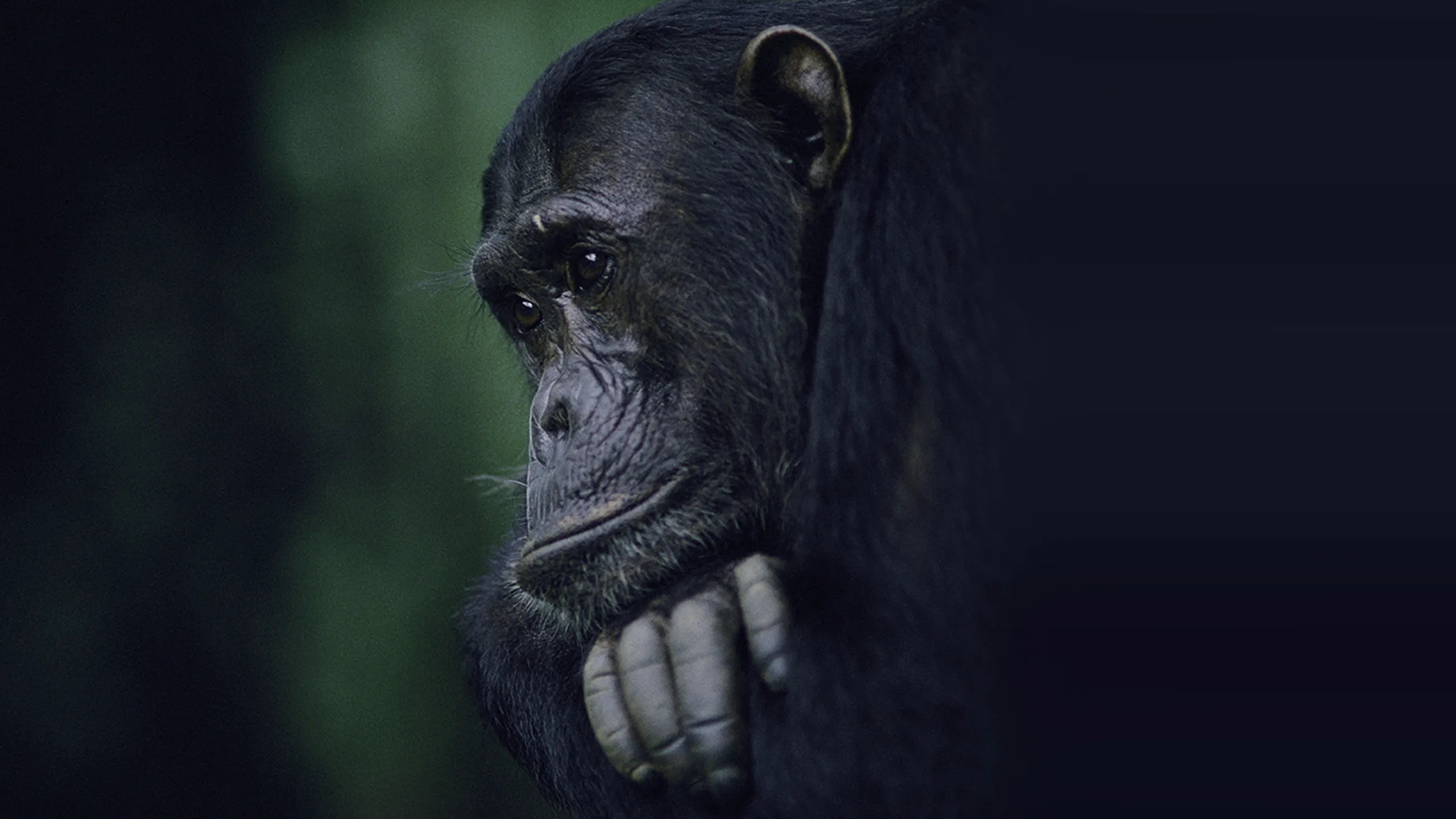 Kingdom of the Apes: Battle Lines