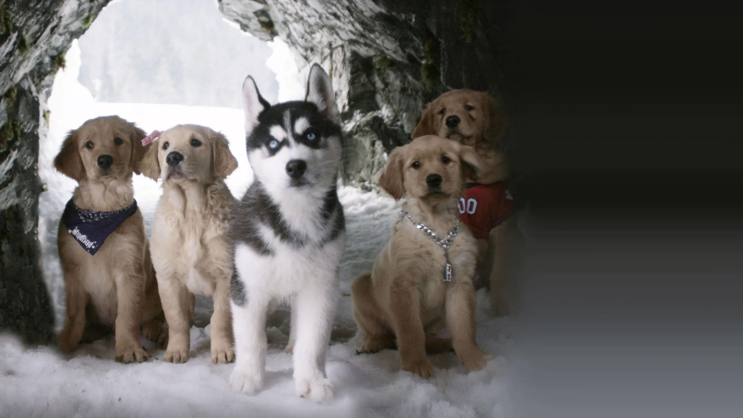 Snow Buddies