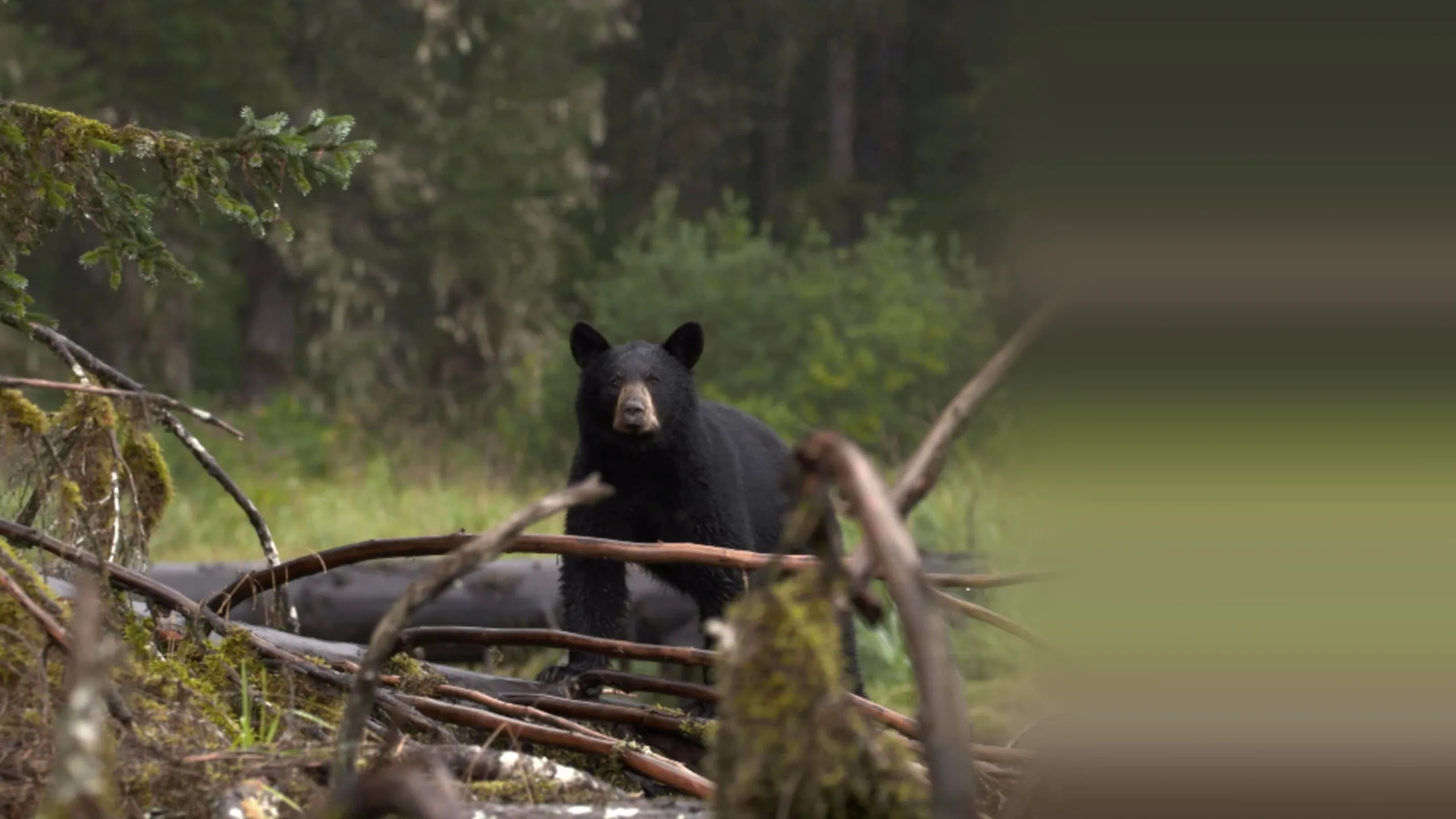 Alaska's Grizzly Gauntlet