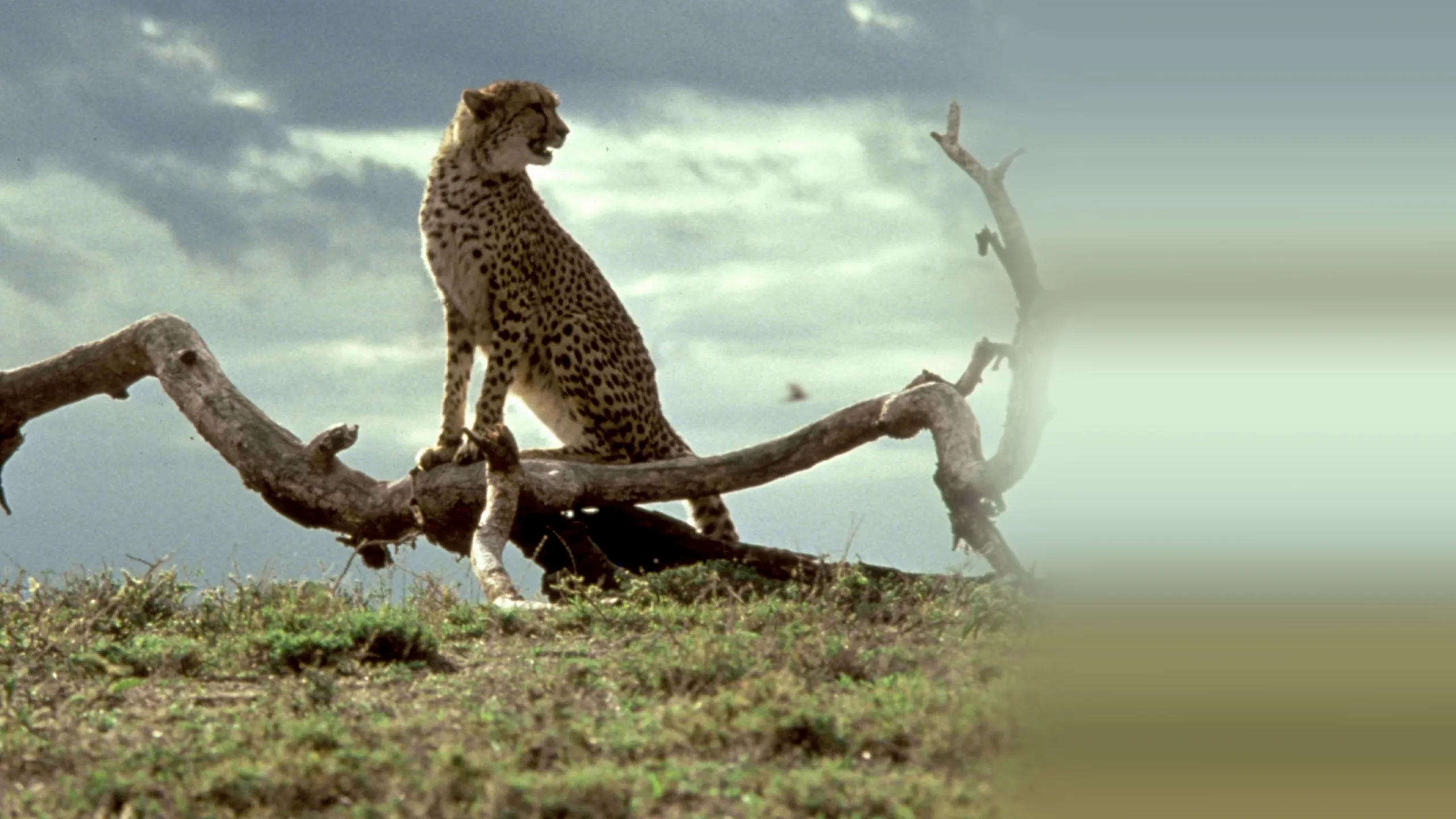 Cheetah