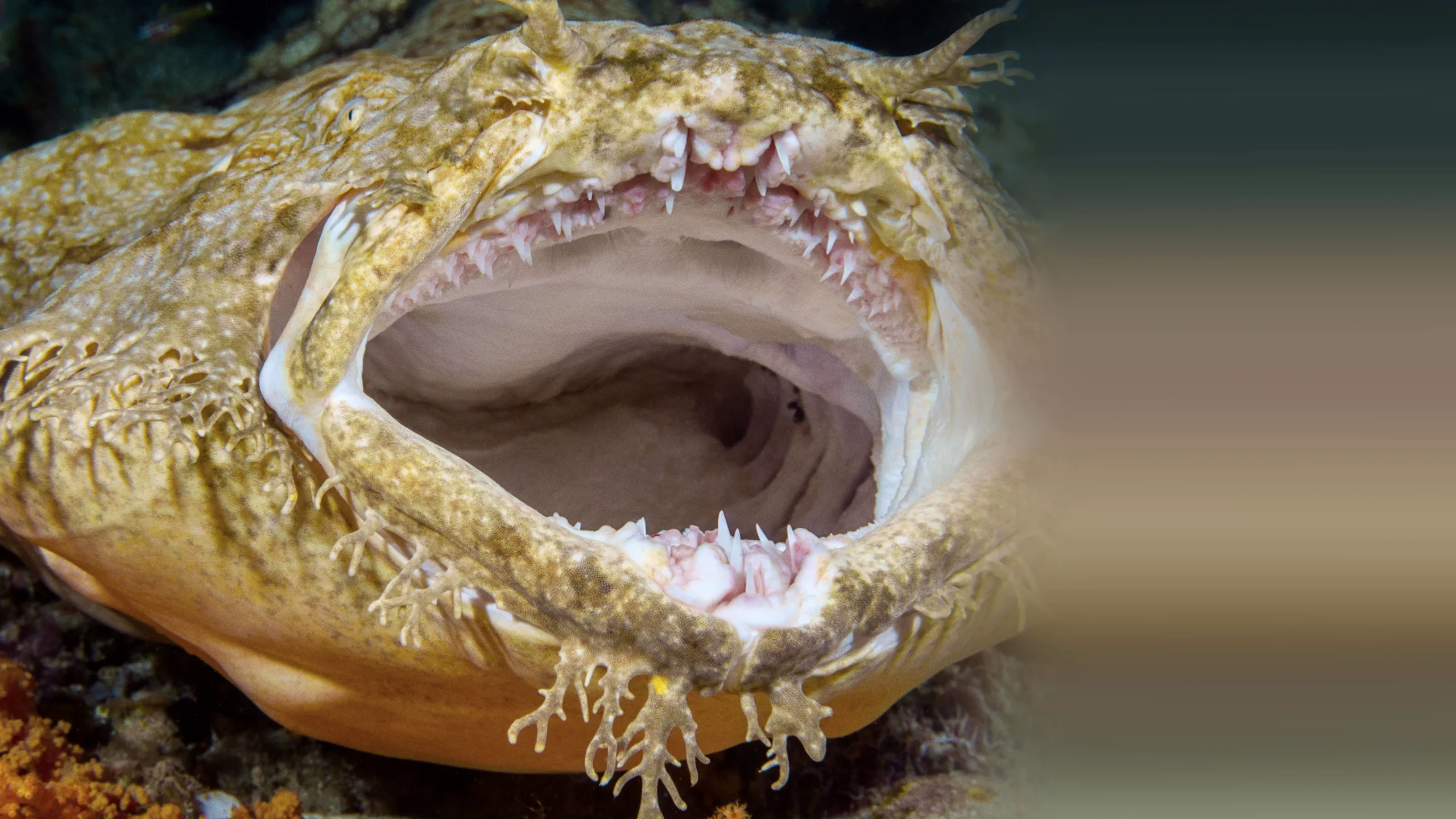 What the Shark?