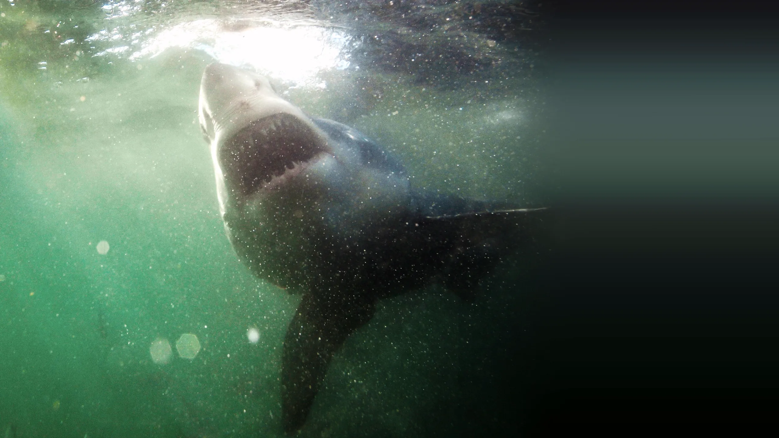 Shark vs. Surfer