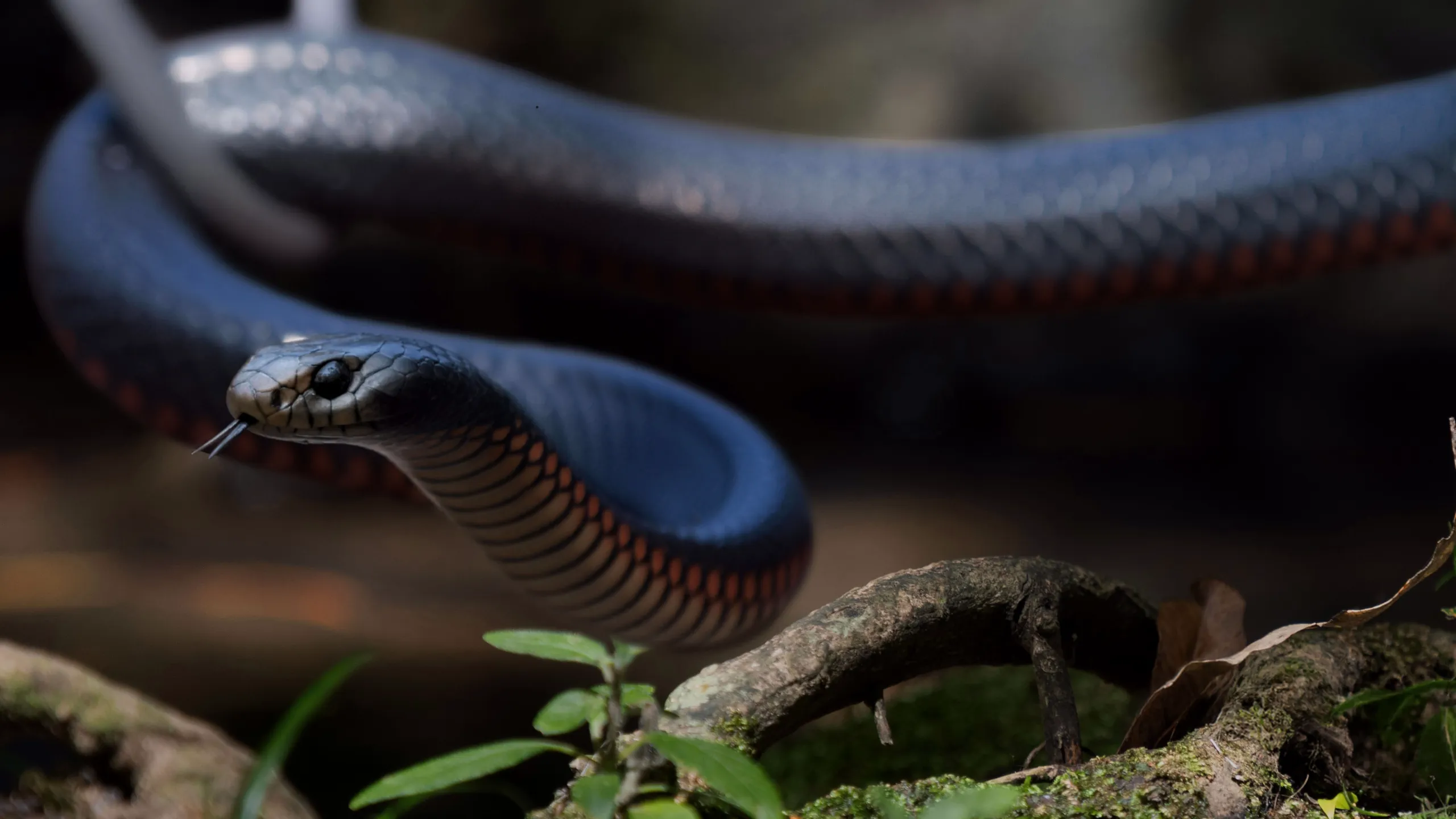 Cazadores de serpientes en Australia: Persecución mortal