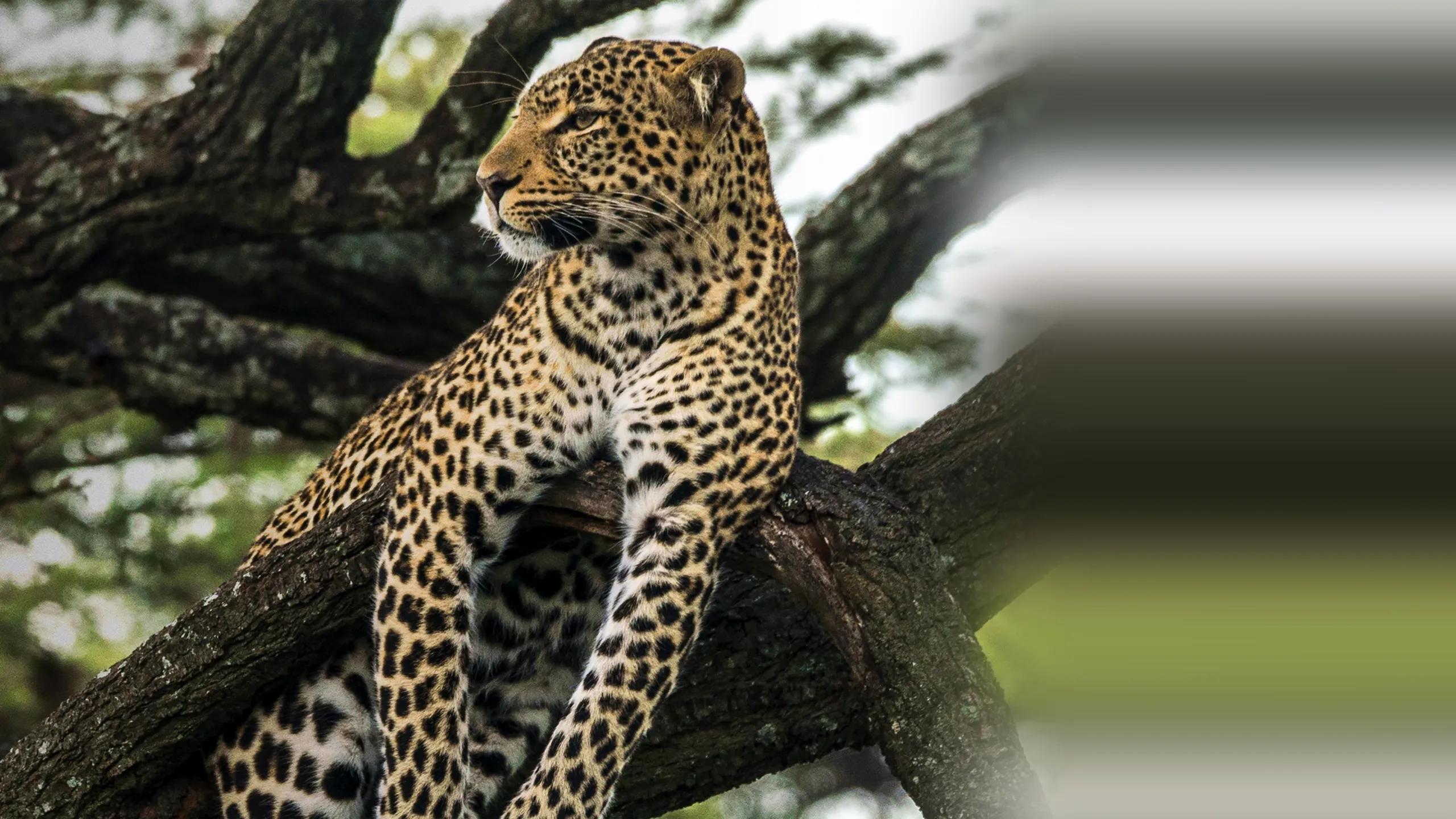 ‪Jade Eyed Leopard‬