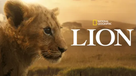 thumbnail - Lion