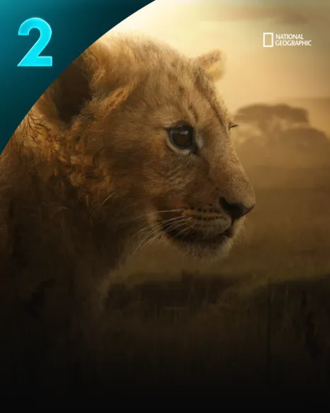 Lion