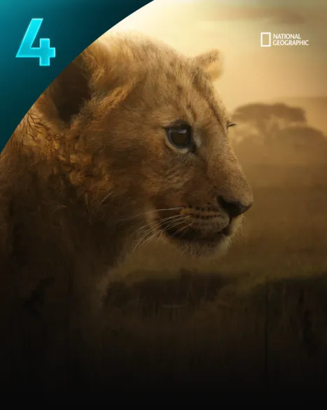 Lion