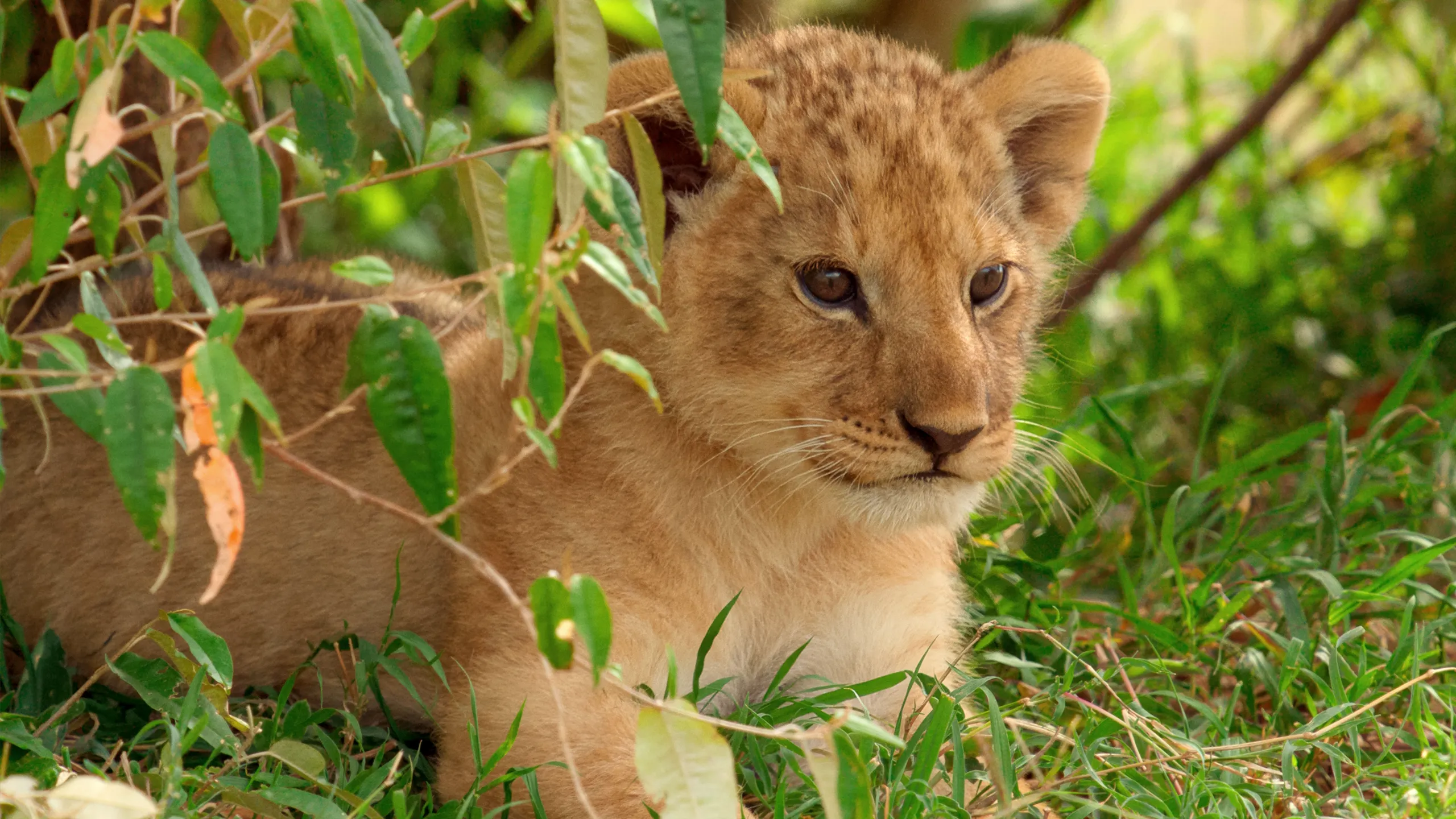 Lion