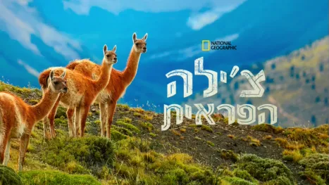 thumbnail - צ'ילה הפראית