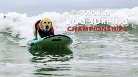 thumbnail - 2026 World Dog Surfing Championships Best Waves