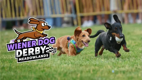 thumbnail - Meadowlands Racetrack Wiener Dog Derby