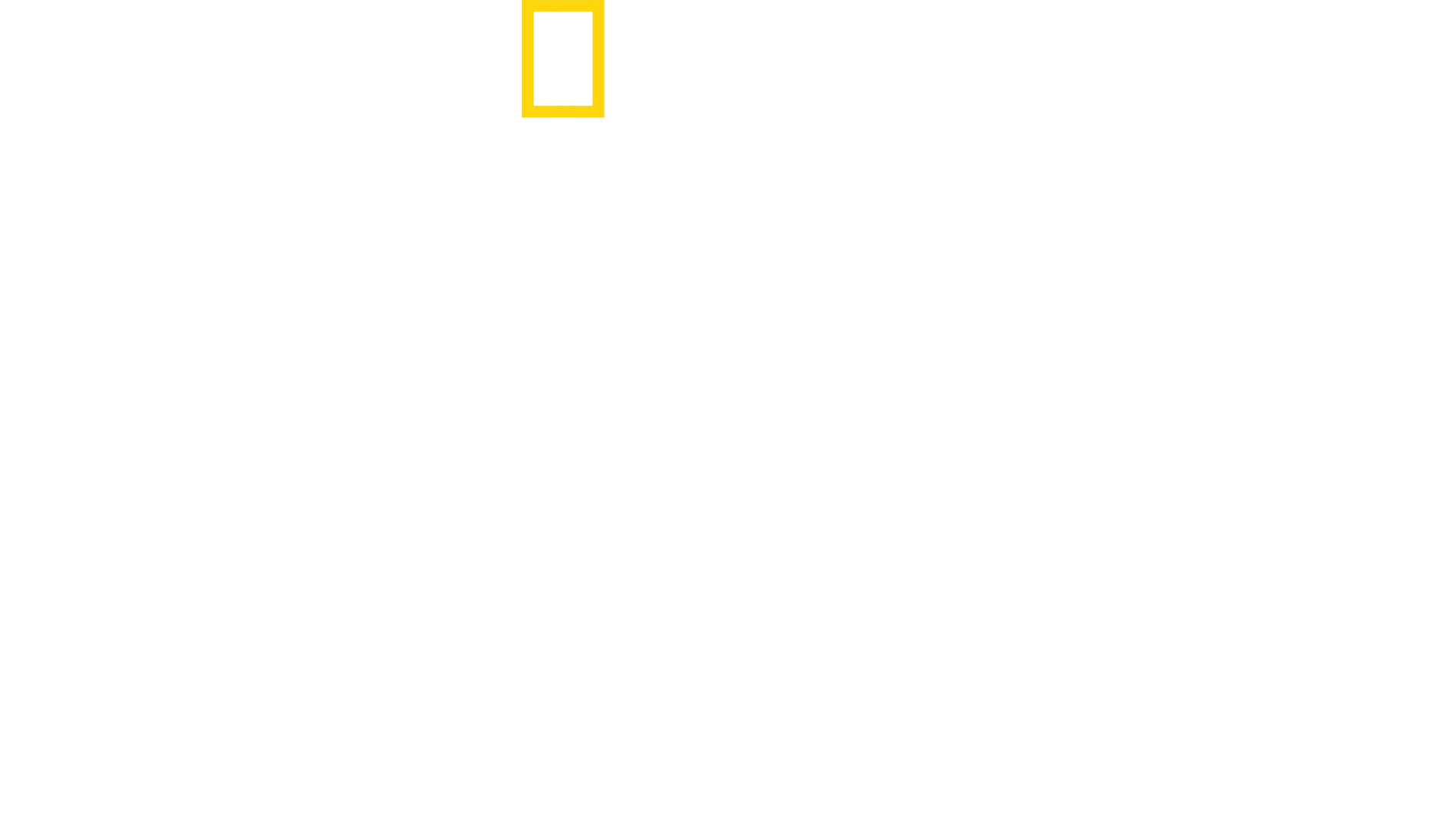 Leão: A Alcateia Marsh de Masai Mara